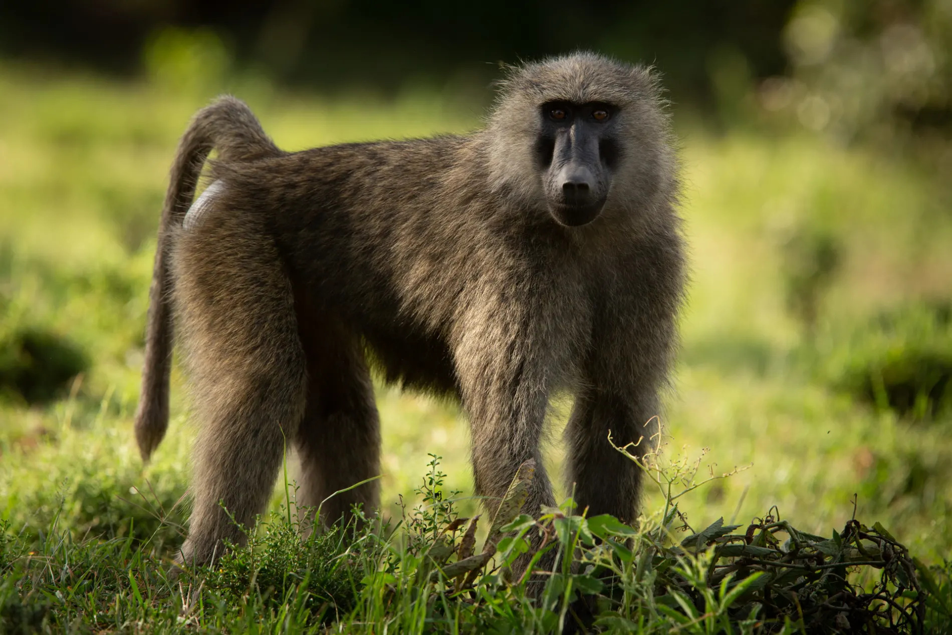 Baboon