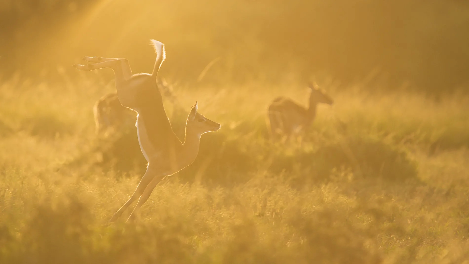 Impala jump sunset