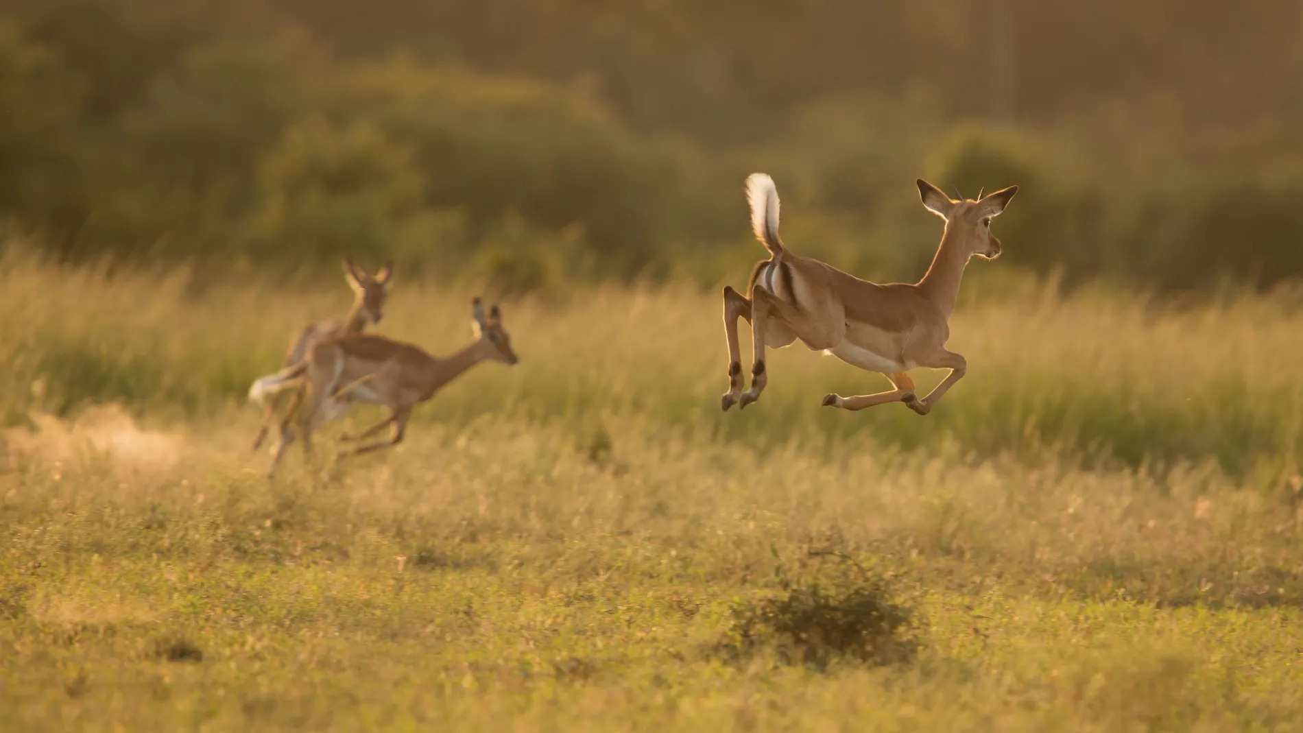 Impala play