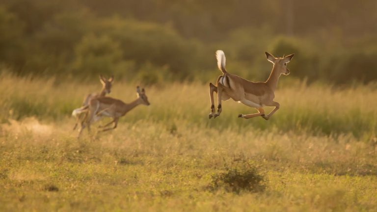 Impala jumping in lovely light