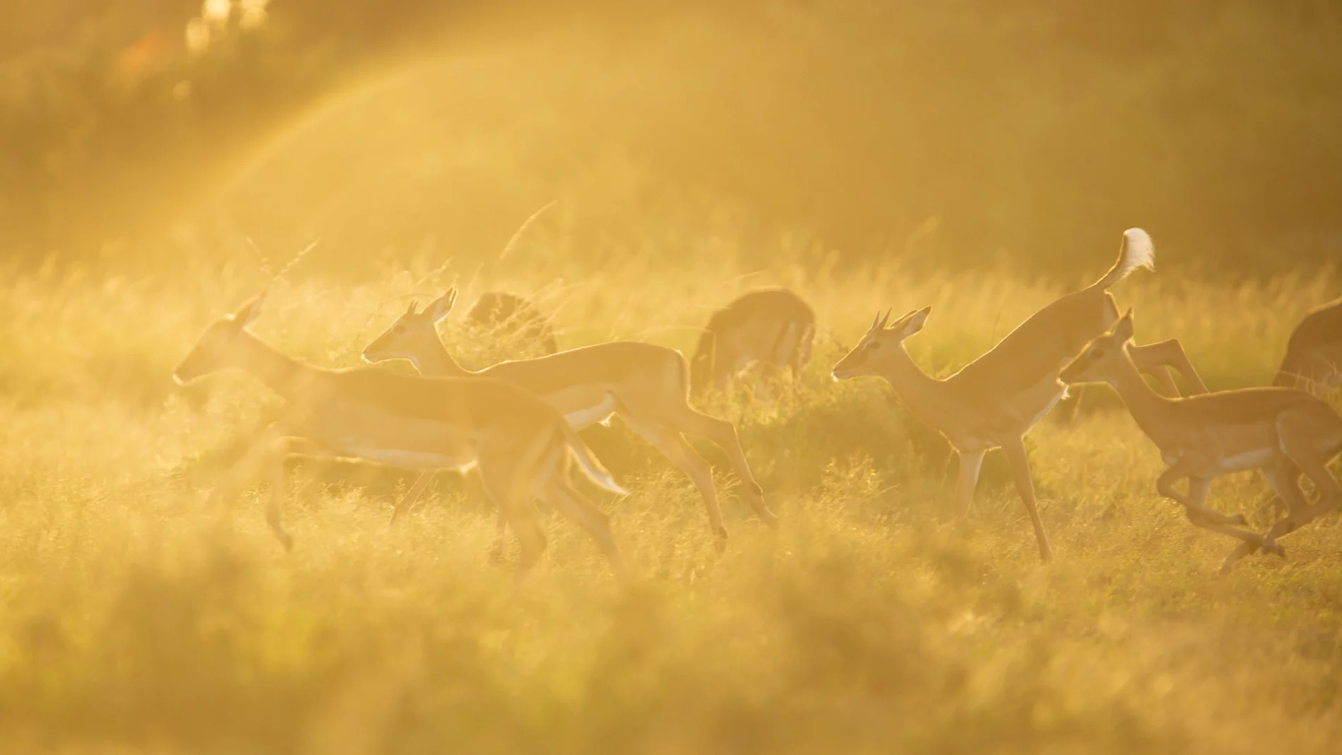 Impala herd afternoon light