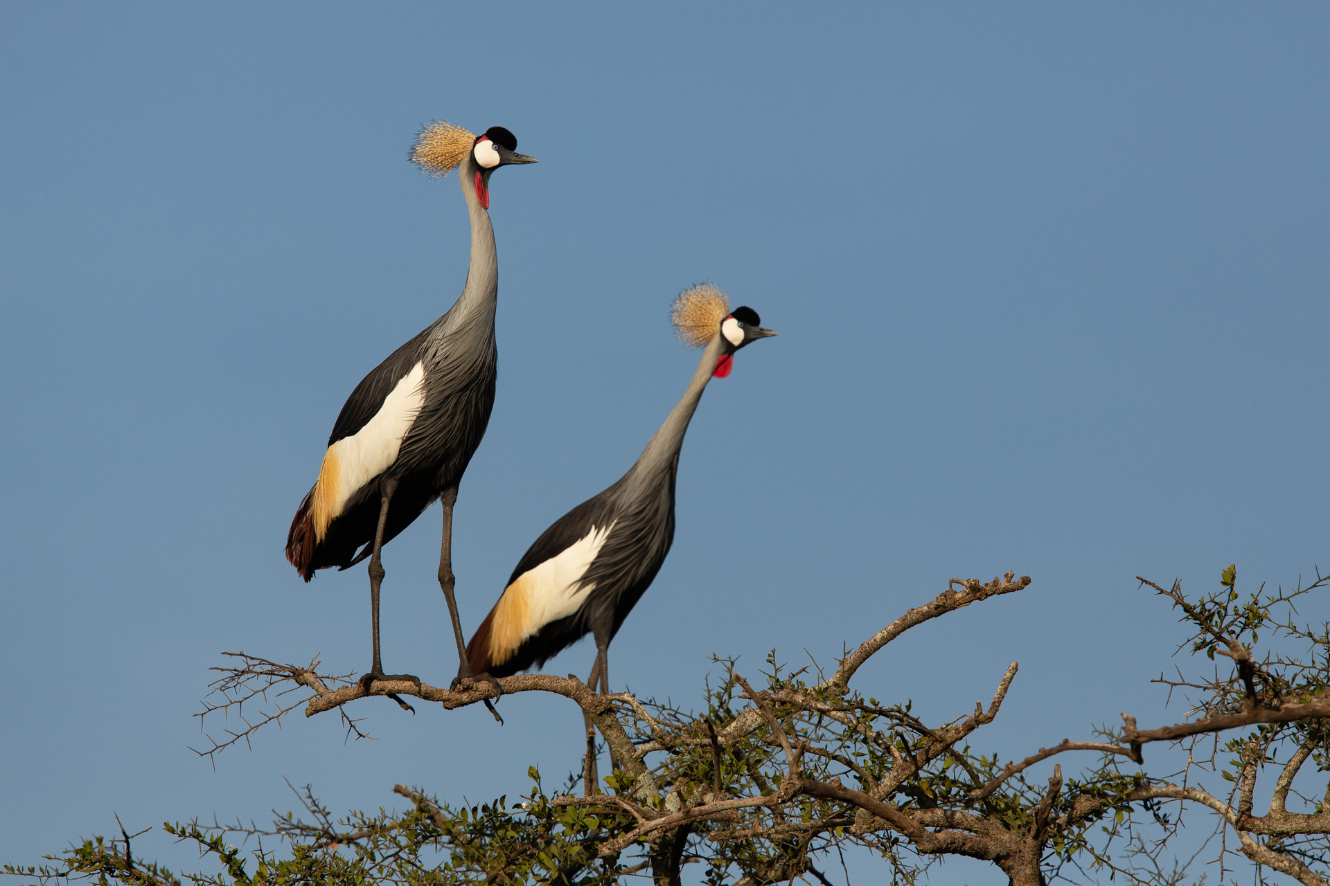 Crowned Cranes in tree