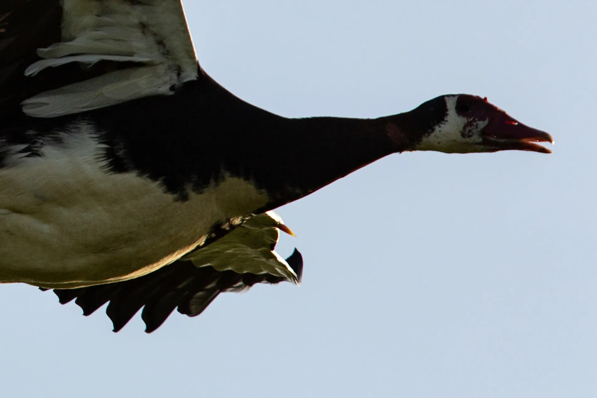 Spur-winged goose - wing