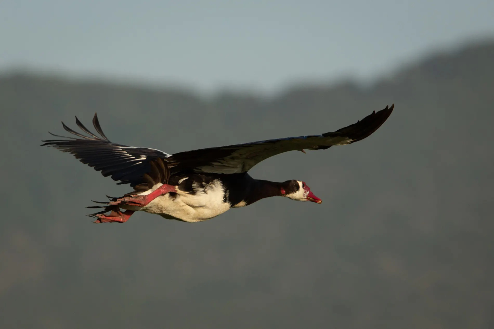 Spur-winged goose