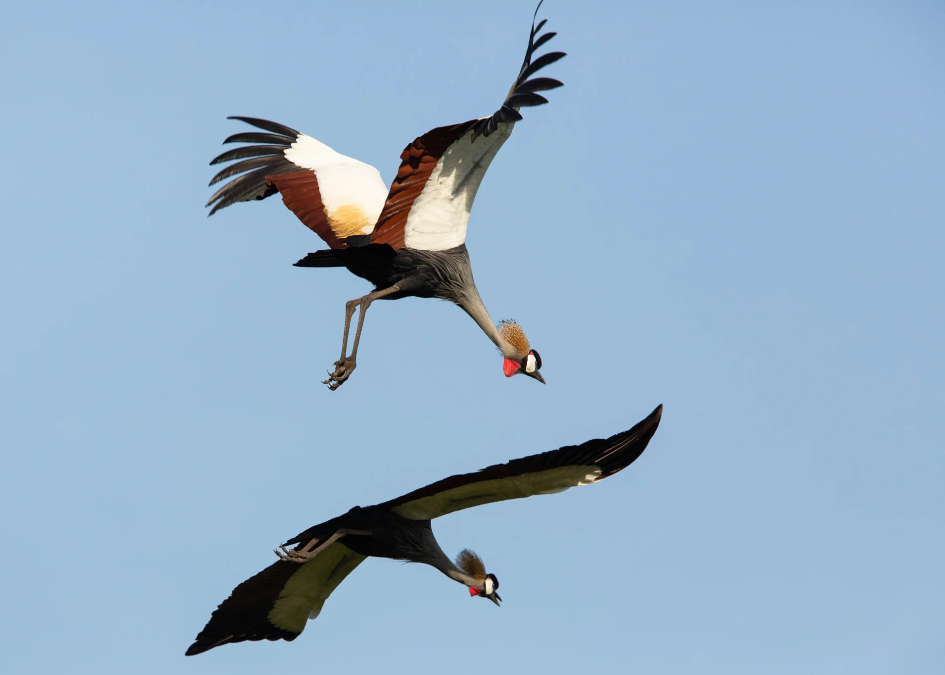 Cranes flying