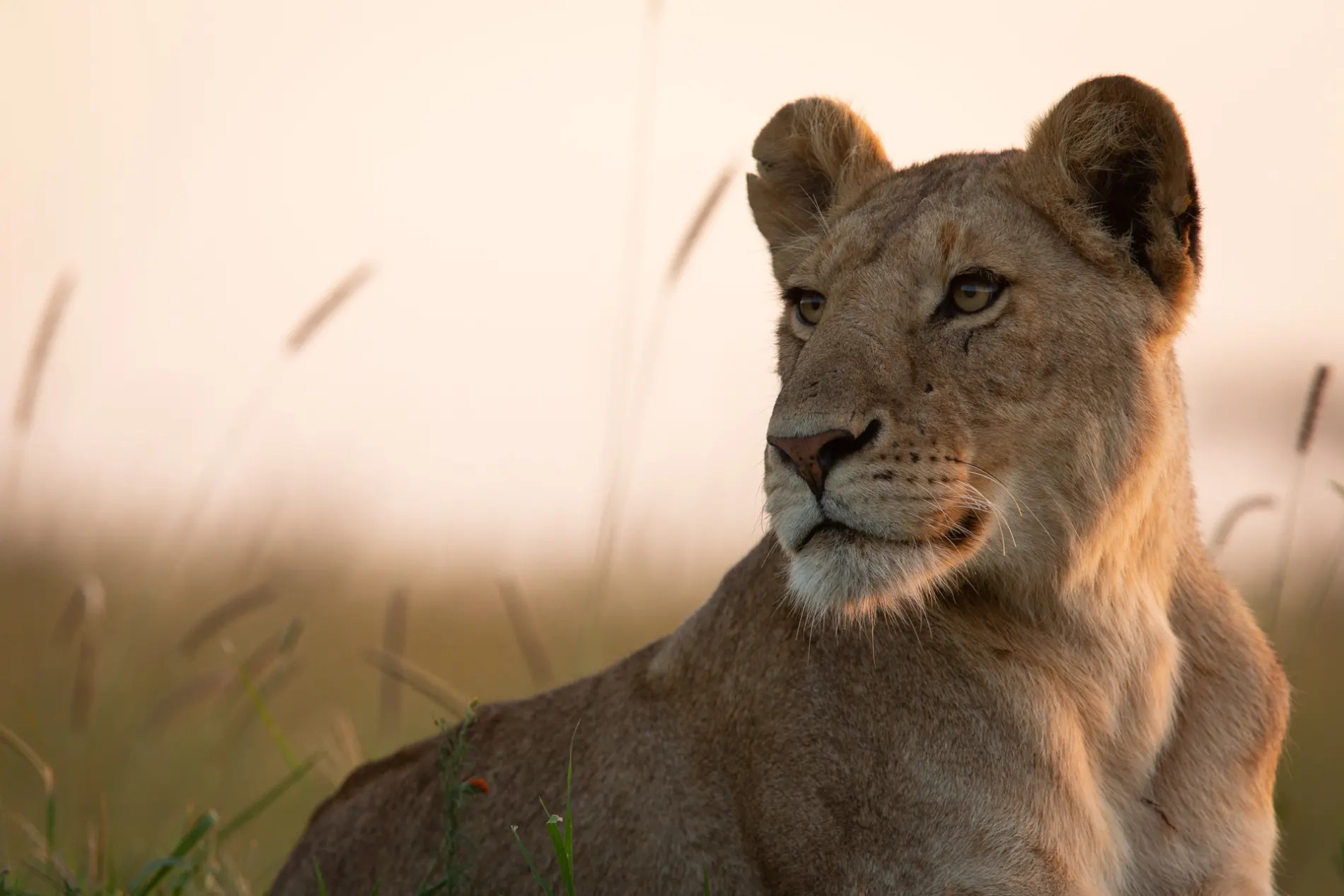 Lion with grass