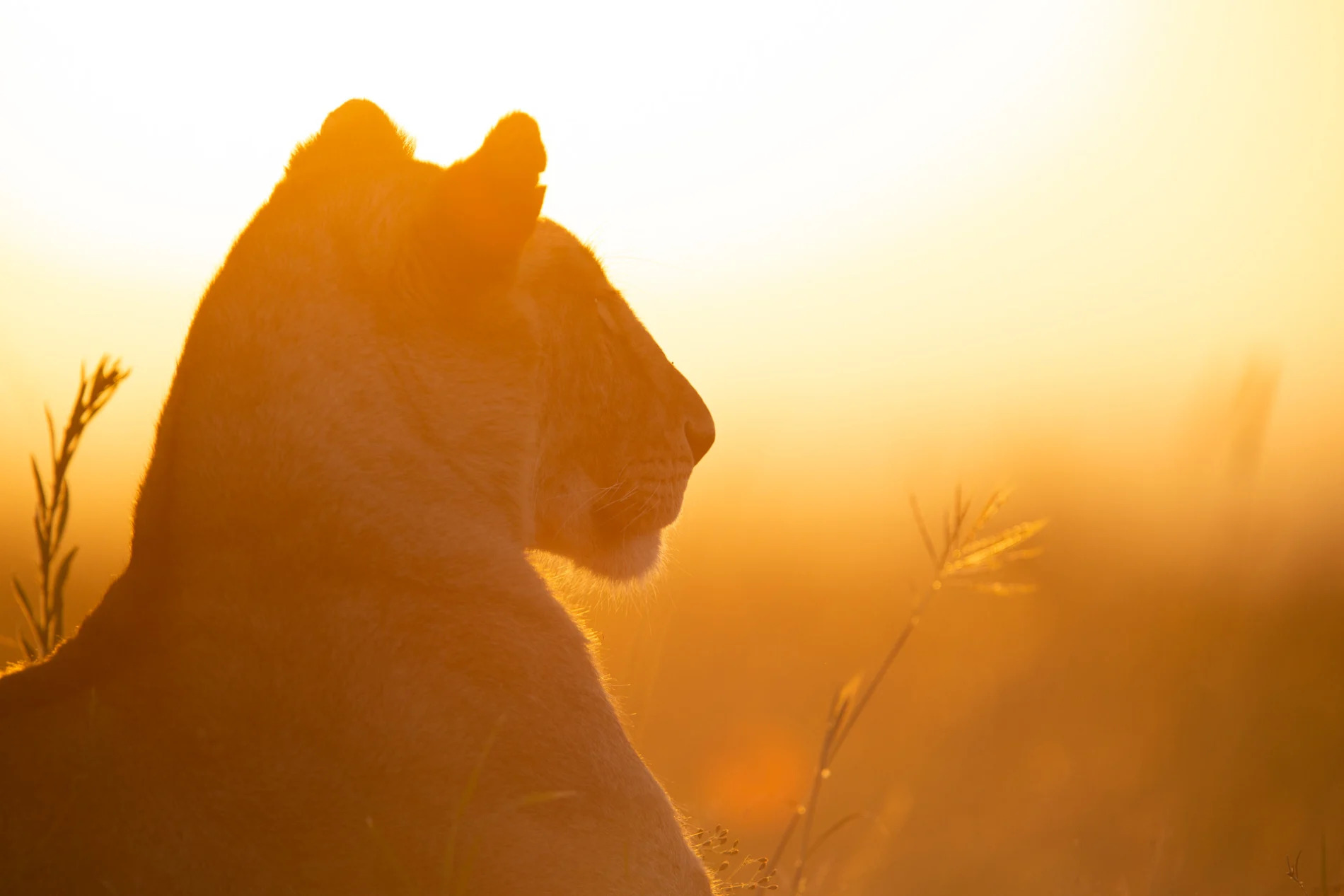 Lioness in gold