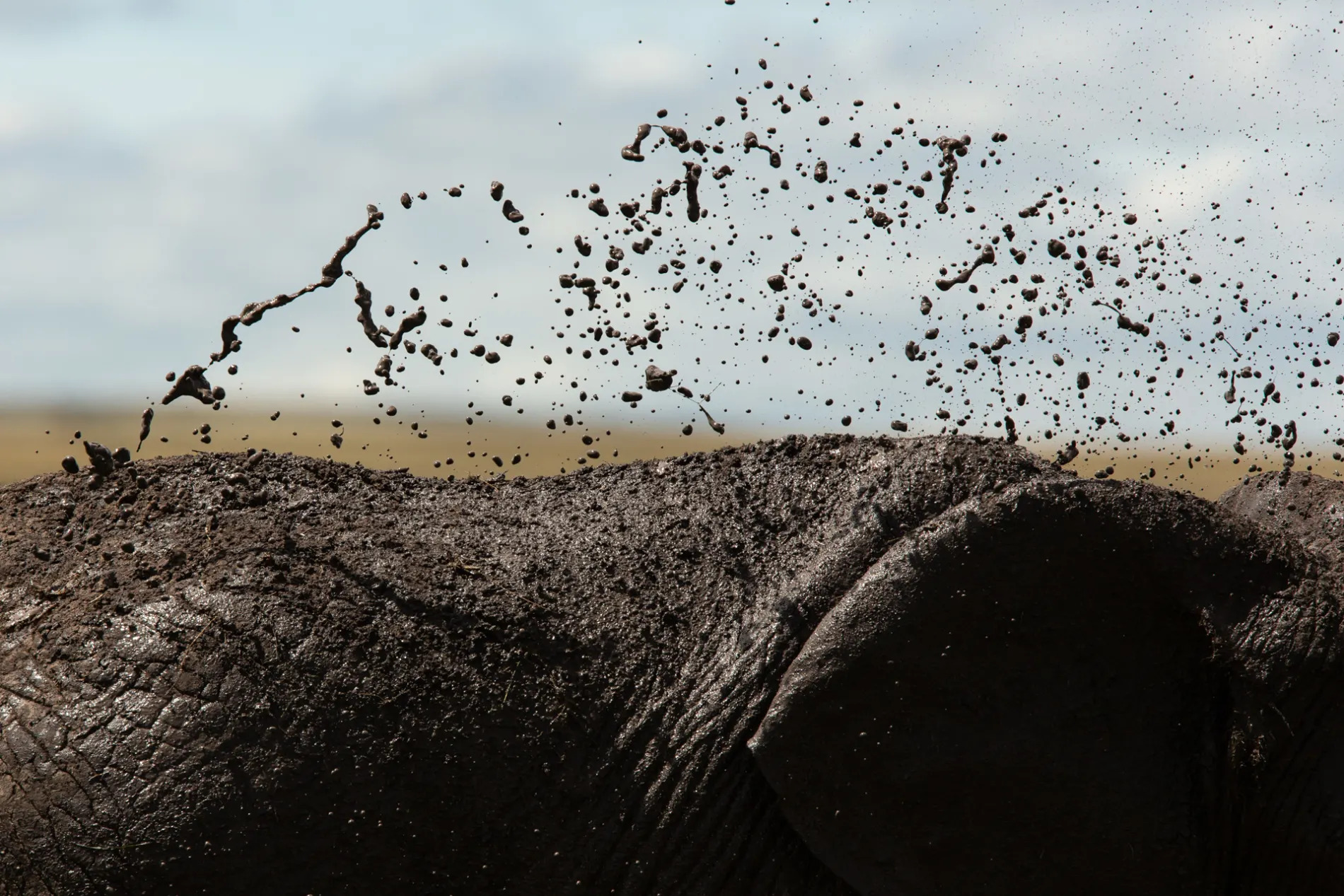 Elephant mud spray