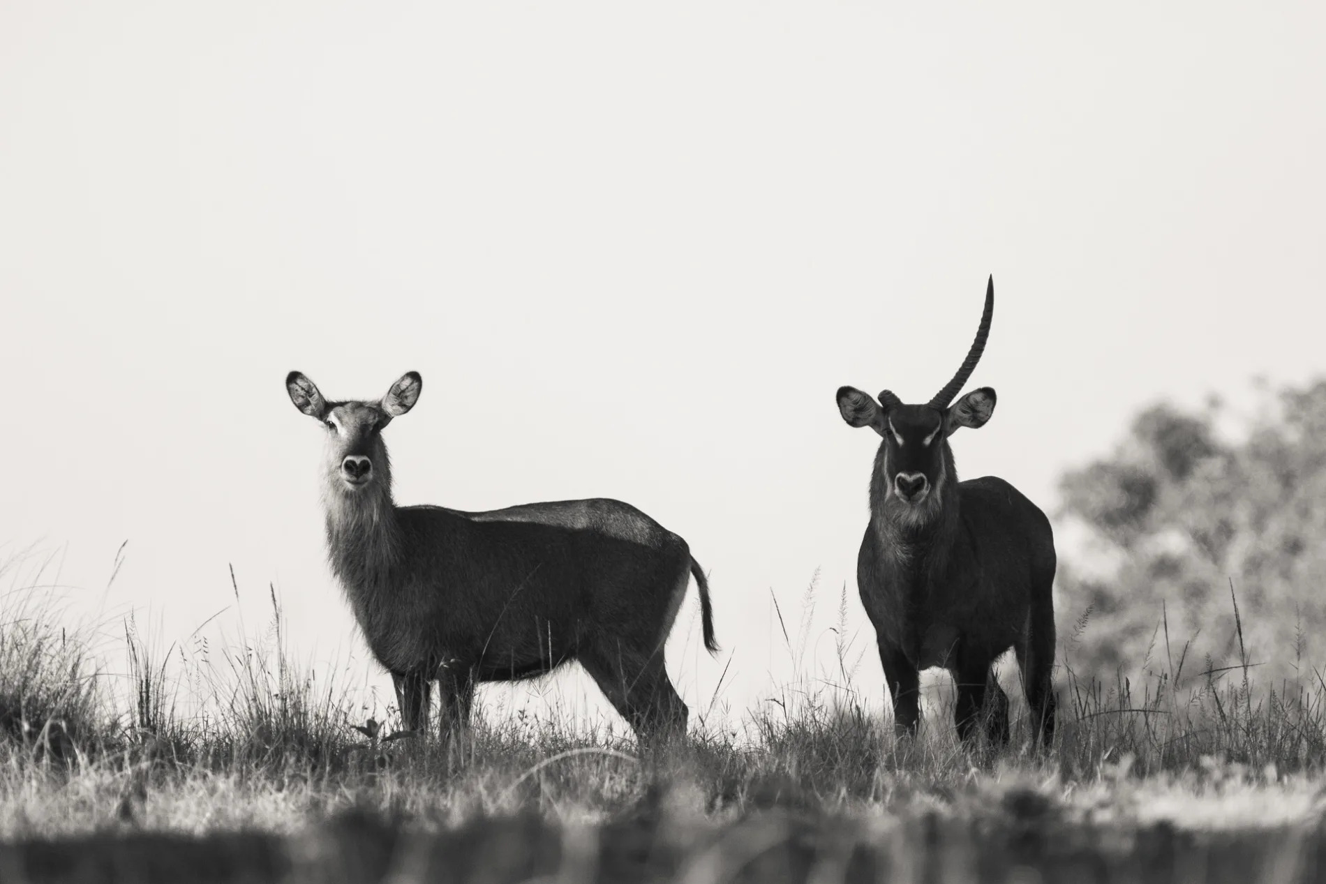 Unicorn waterbuck