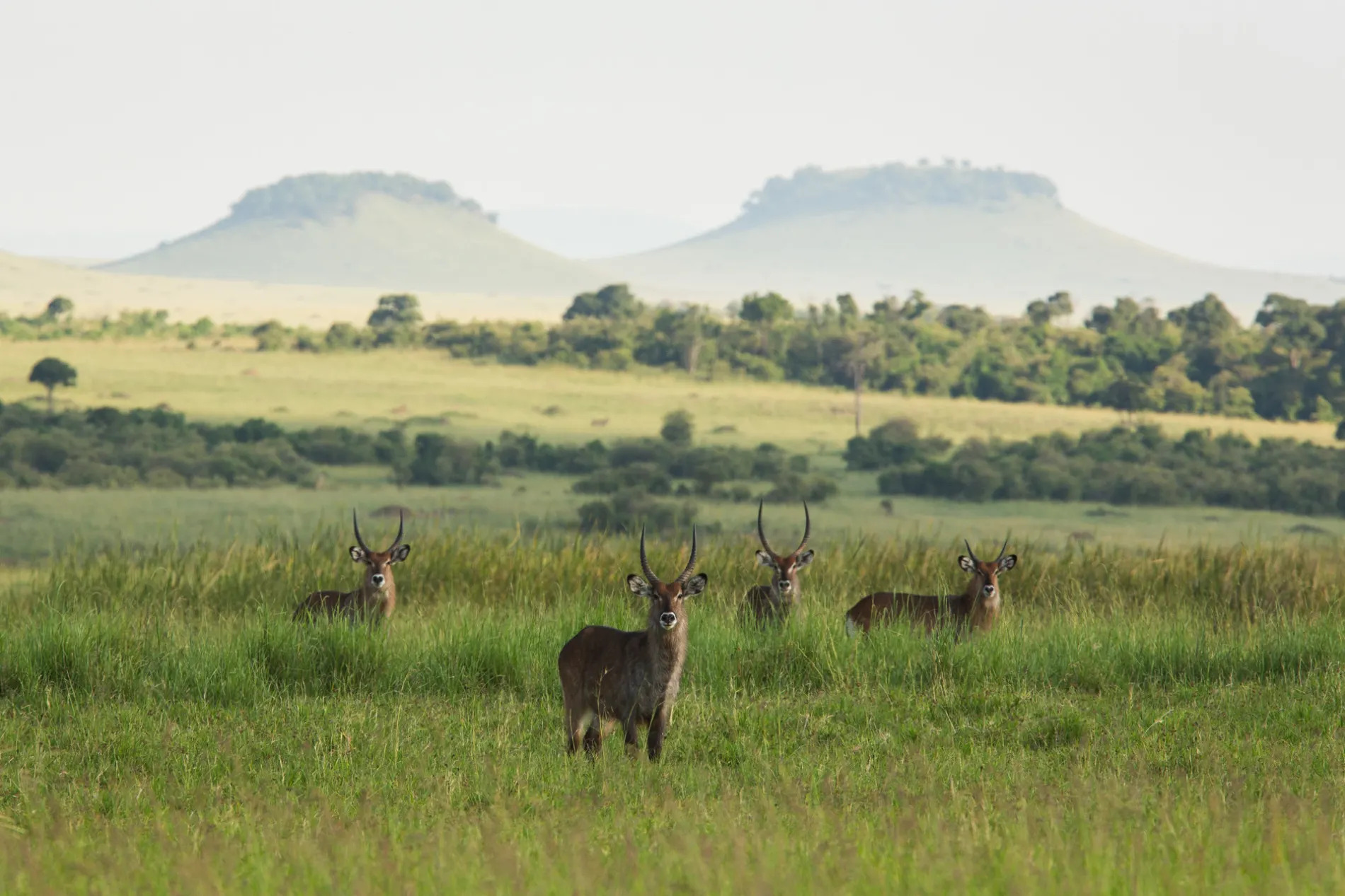 Waterbuck and hills