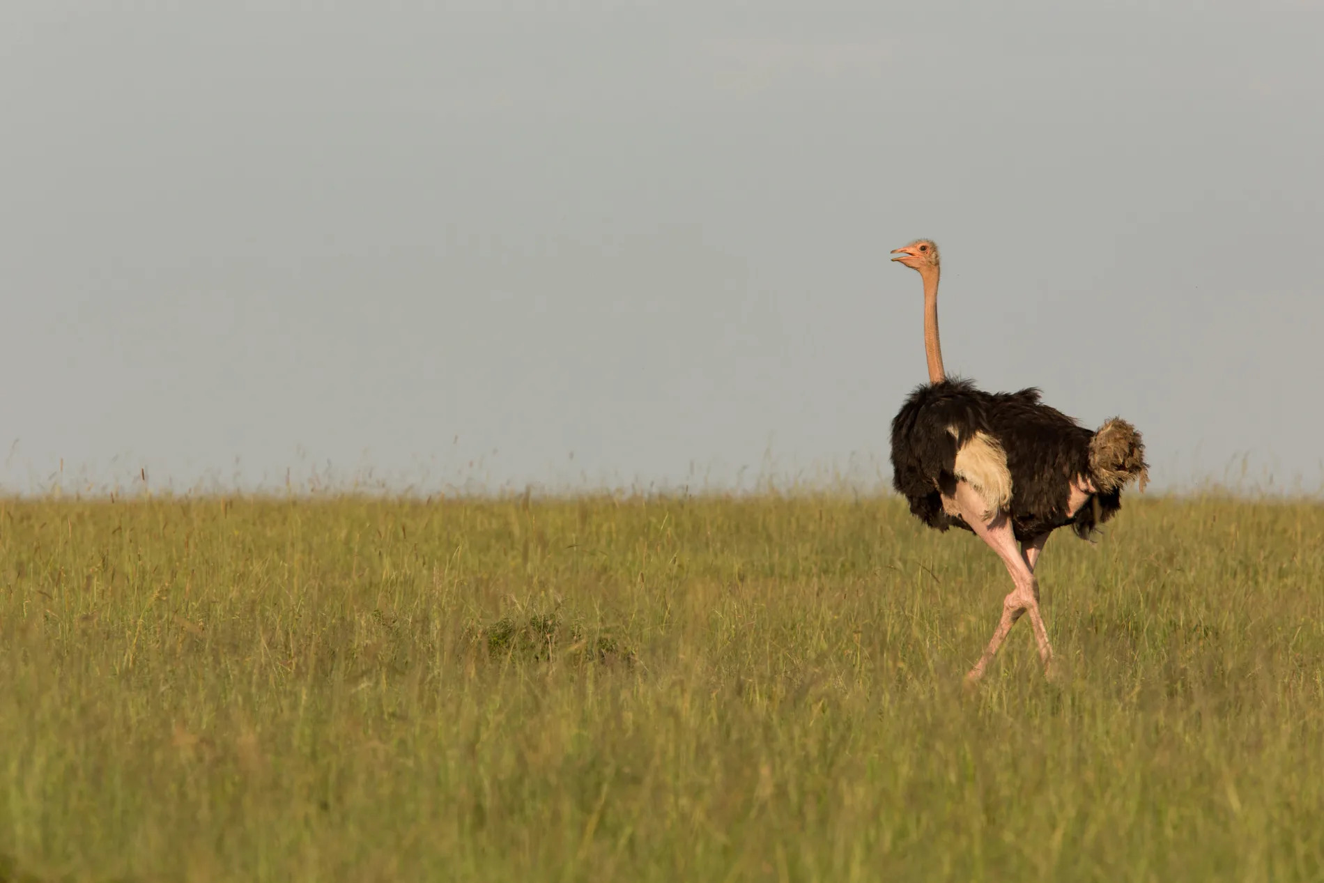 Ostrich