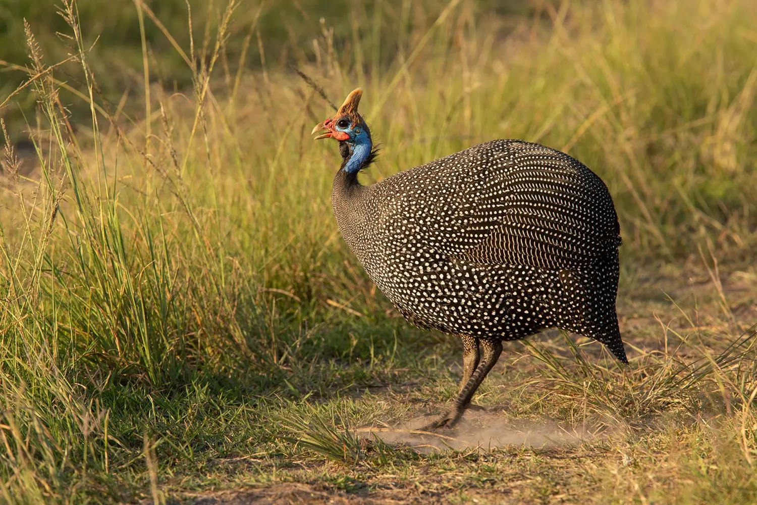 Guineafowl