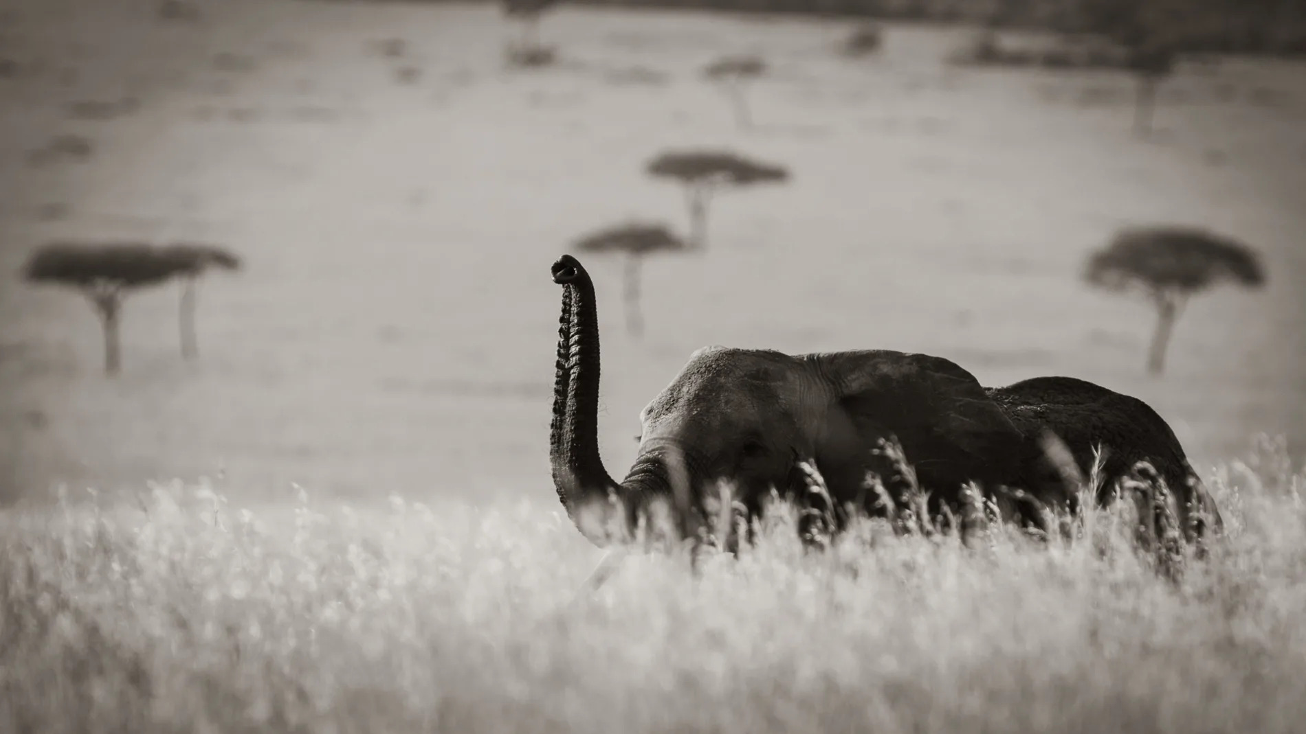 Elephant long grass