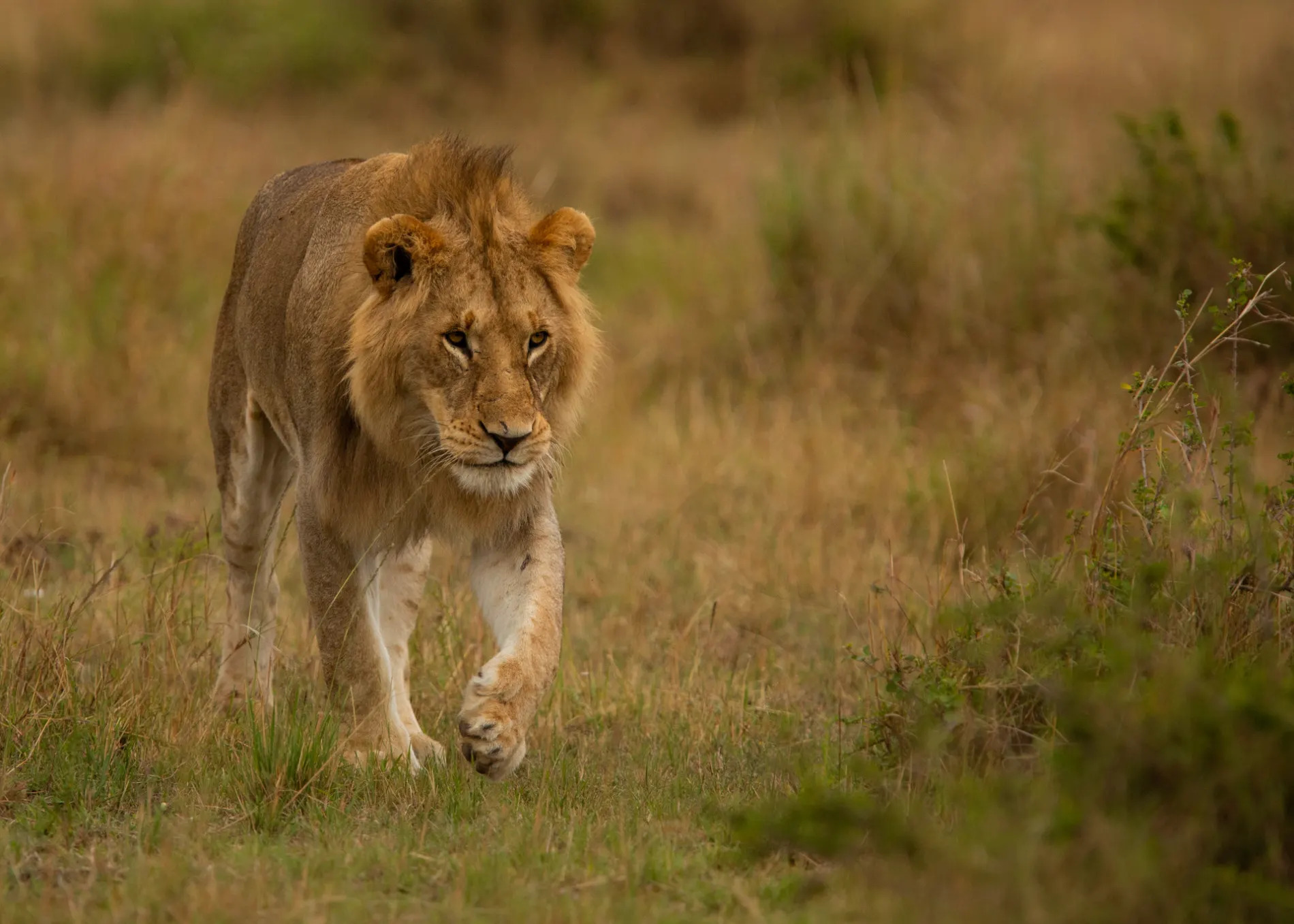 Young male lion walking