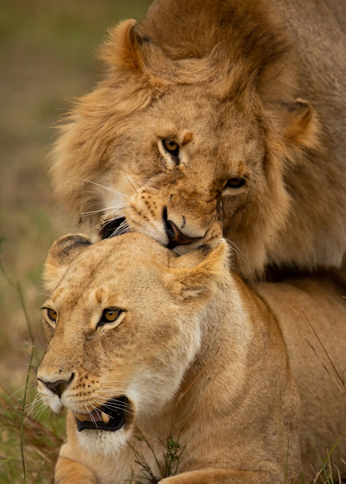 Lion and Lioness