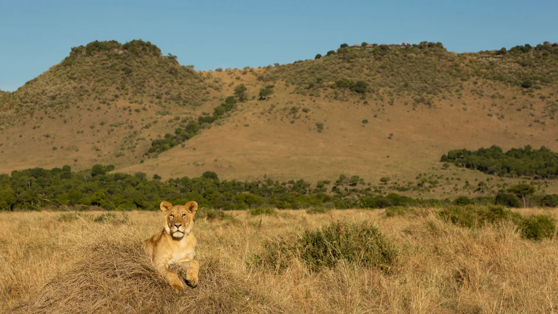 Angama Mara with lions