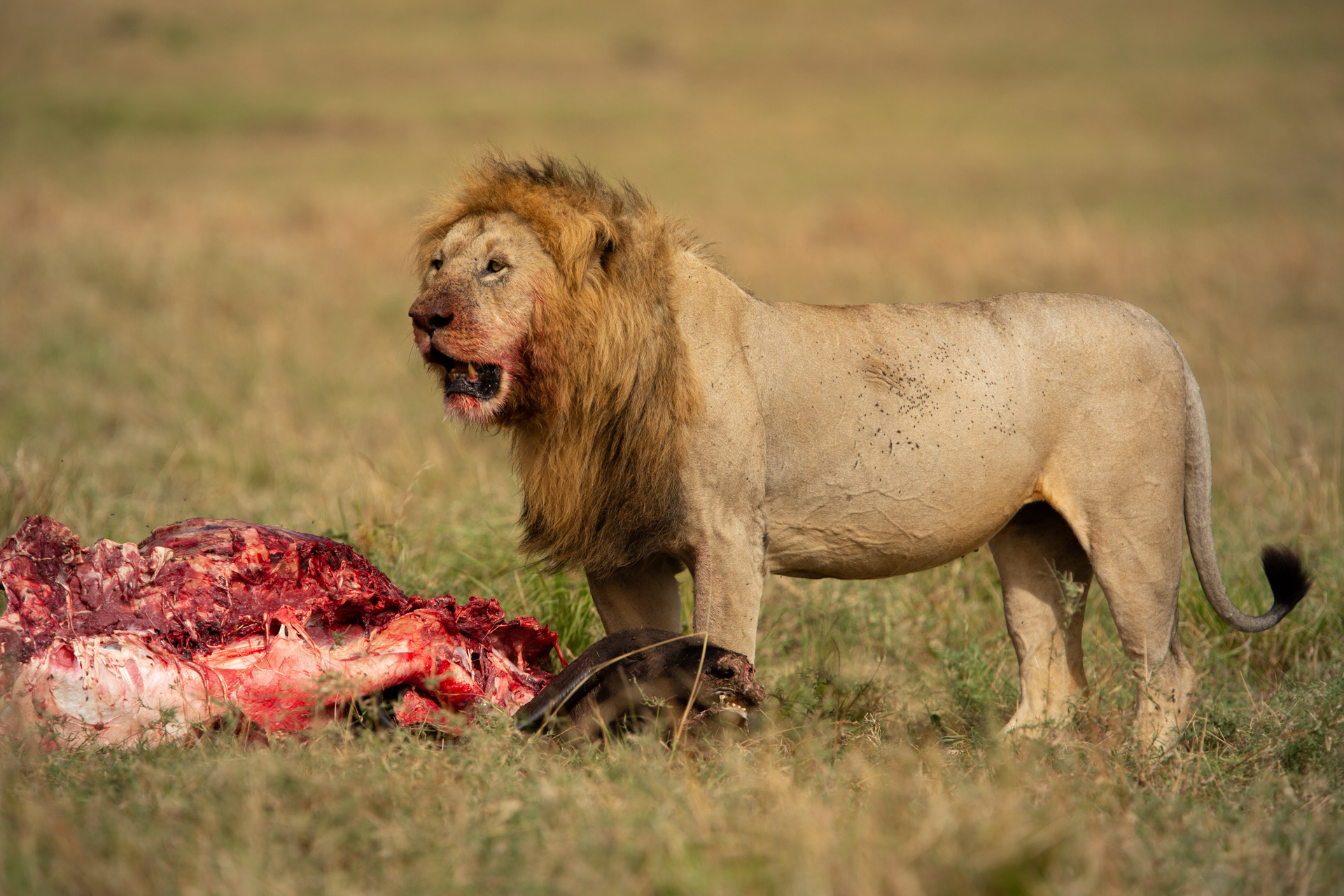 Lion feeding on buffalo
