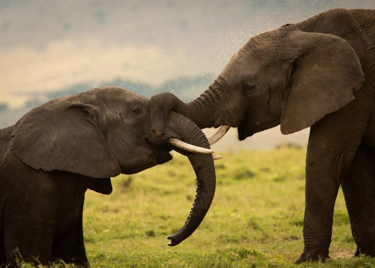 Elephants at play