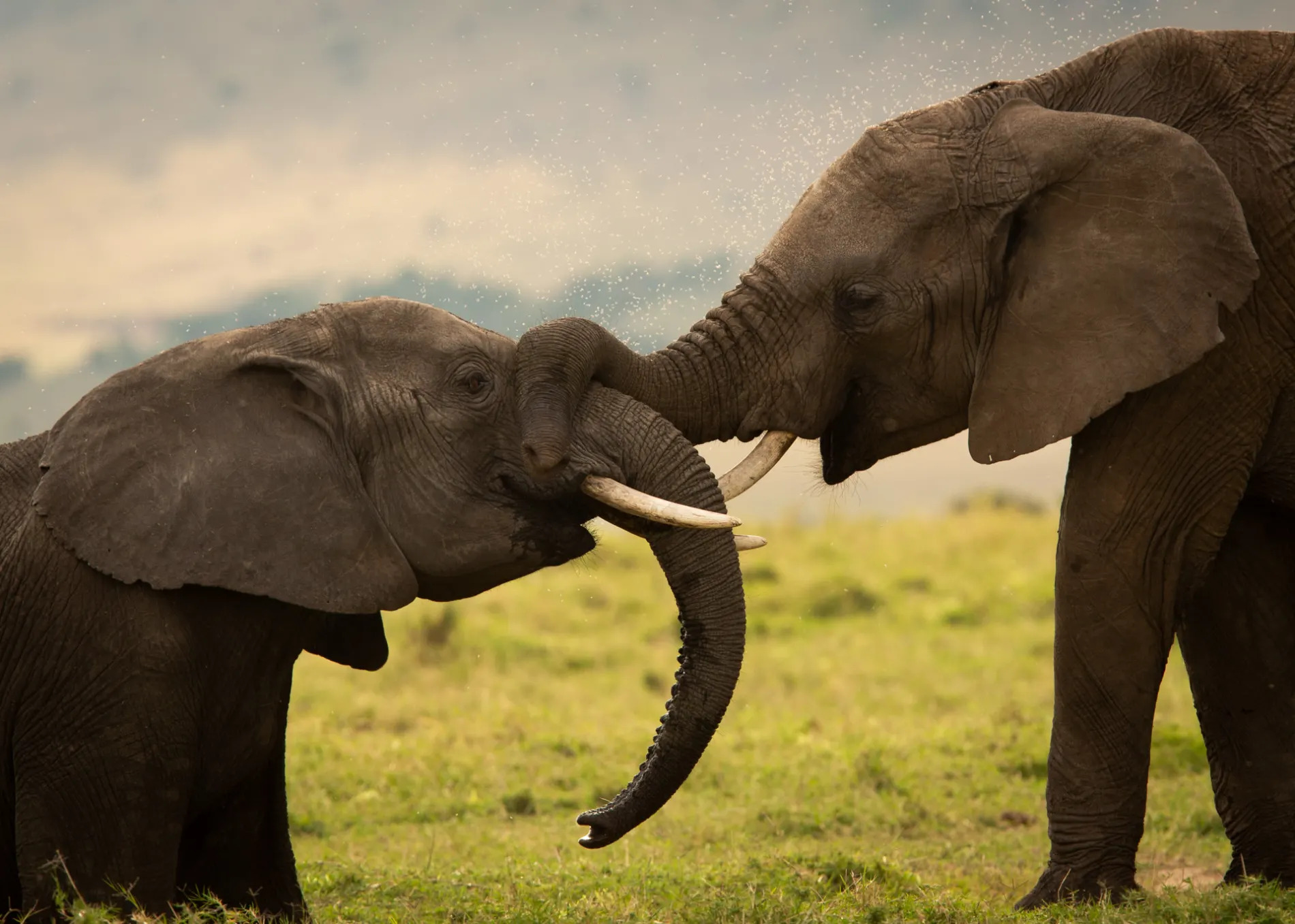 Elephant play