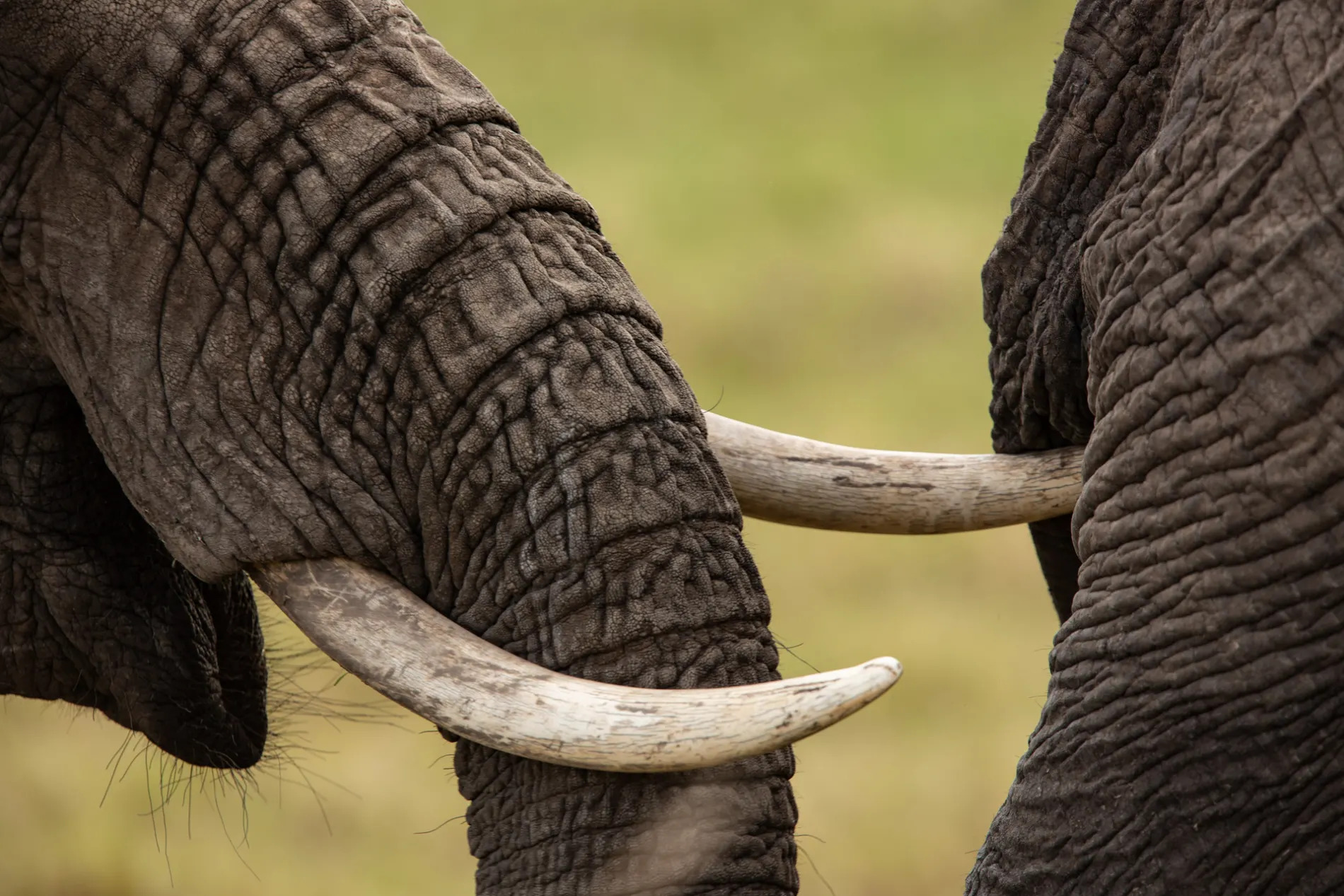 Elephant close up