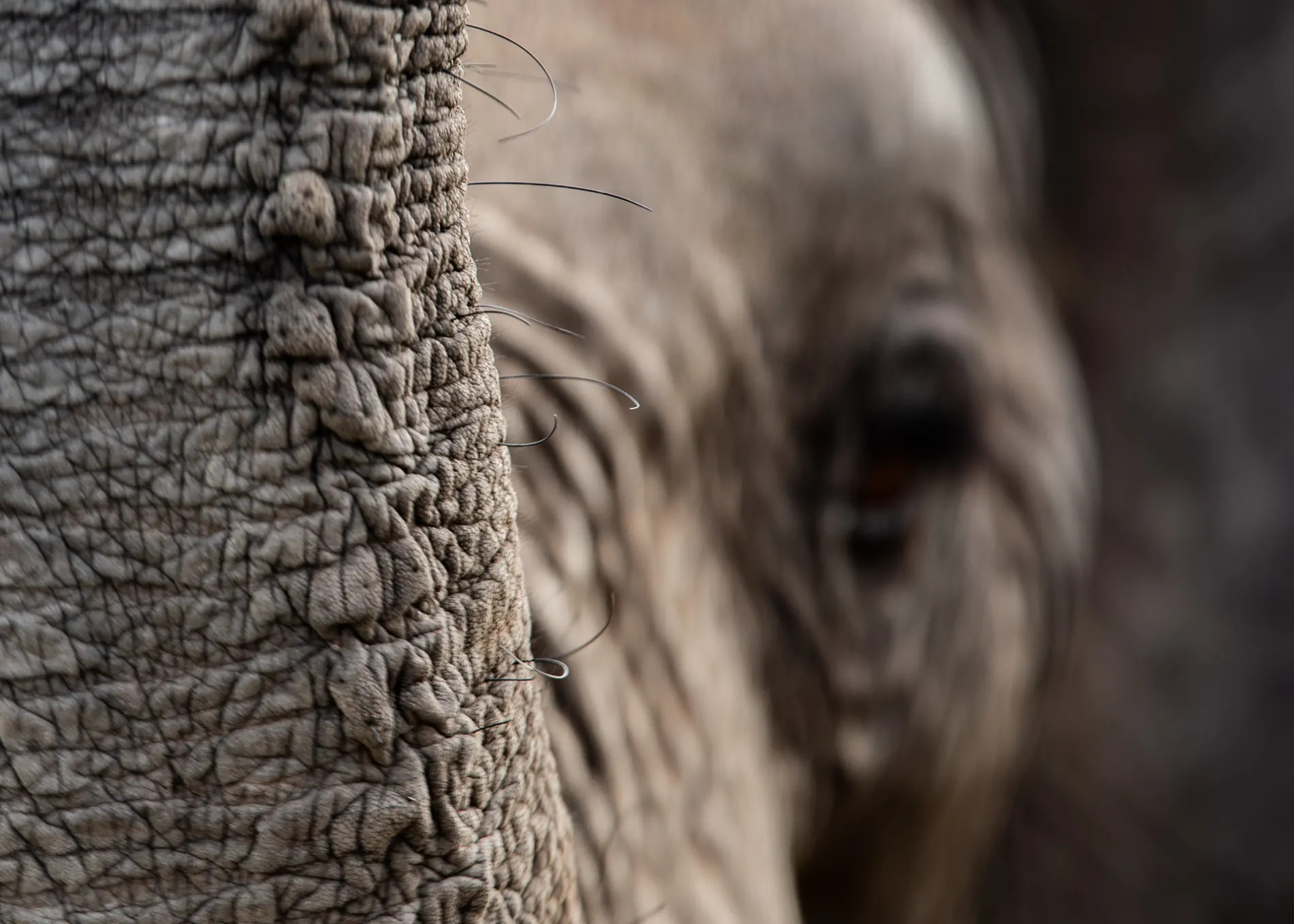 Elephant trunk