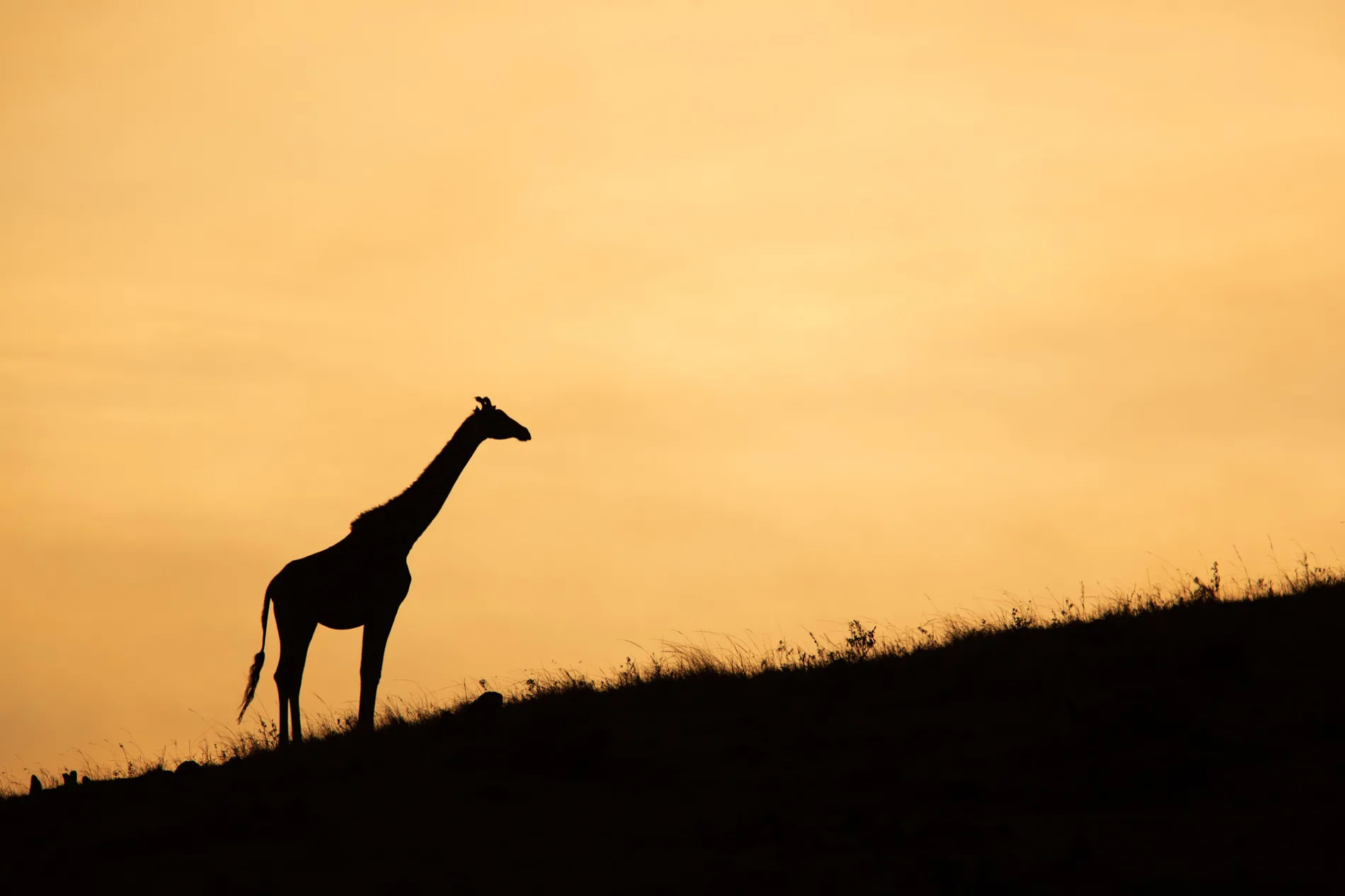 Giraffe Silhouette