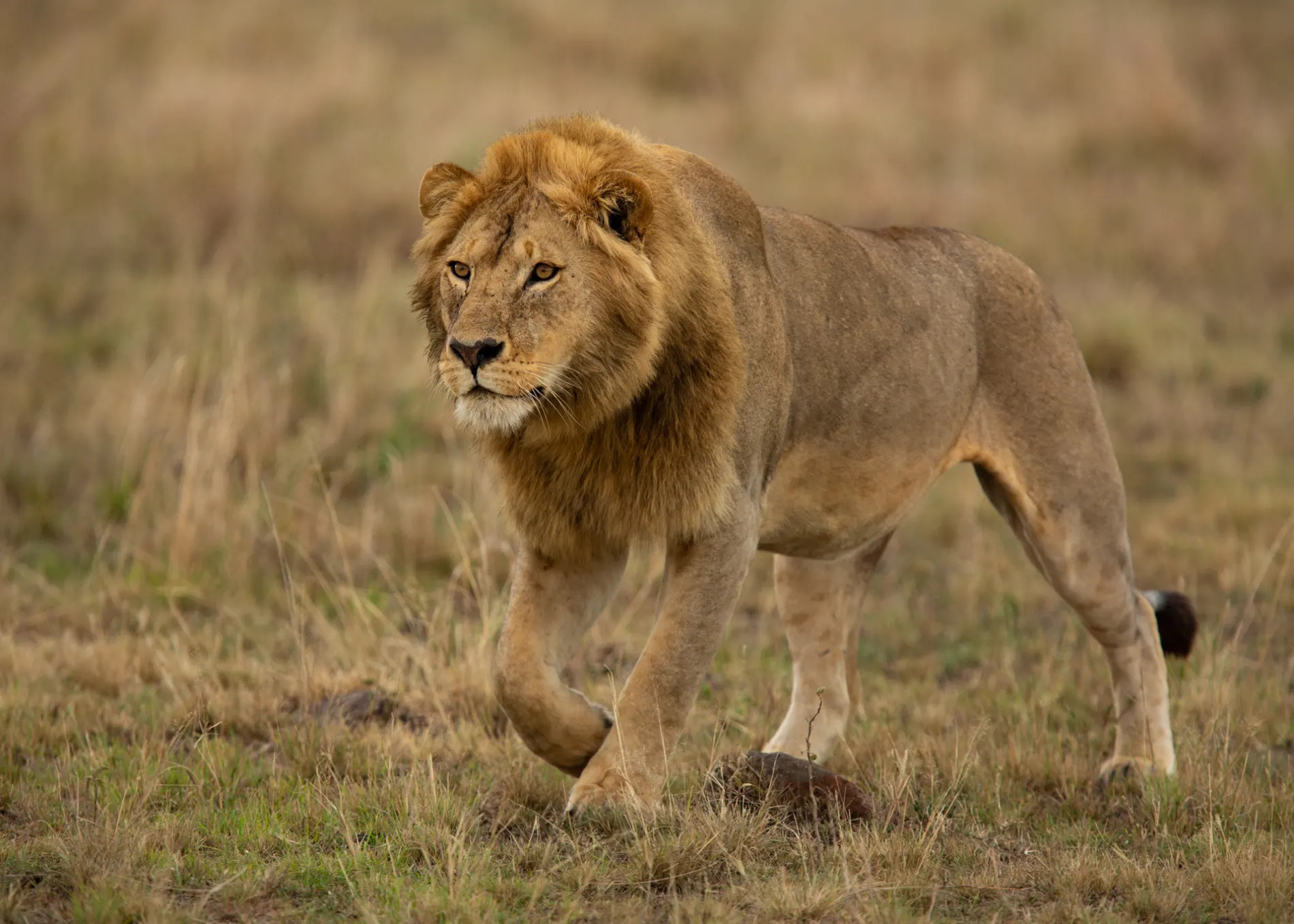 Male lion walking