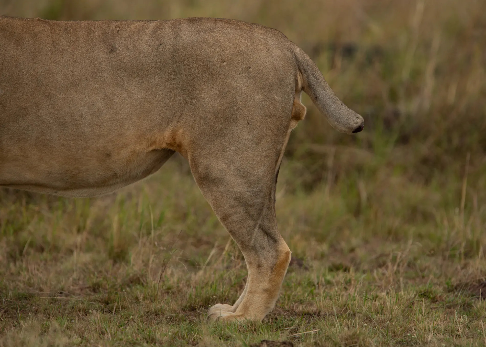 Lion short tail