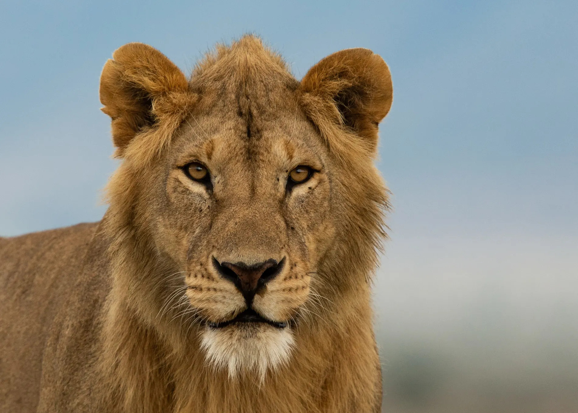 Young male lion 