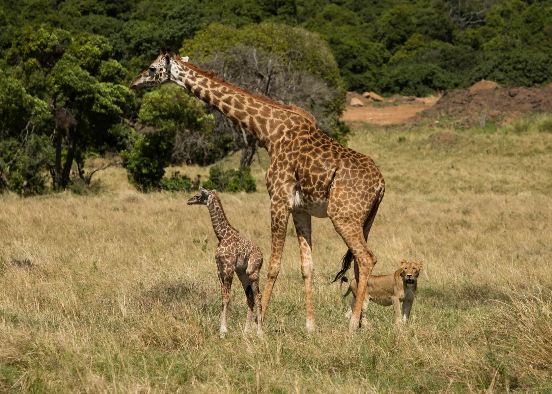 Lioness and giraffe