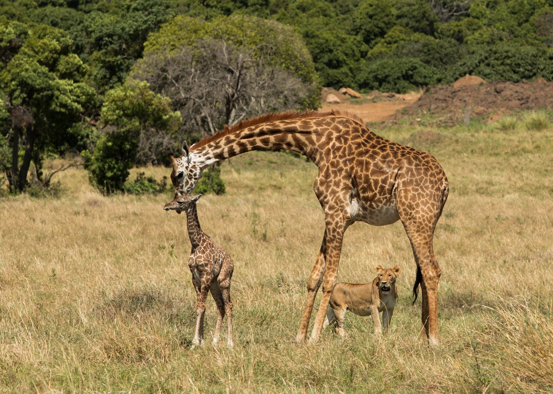 Lion and giraffe