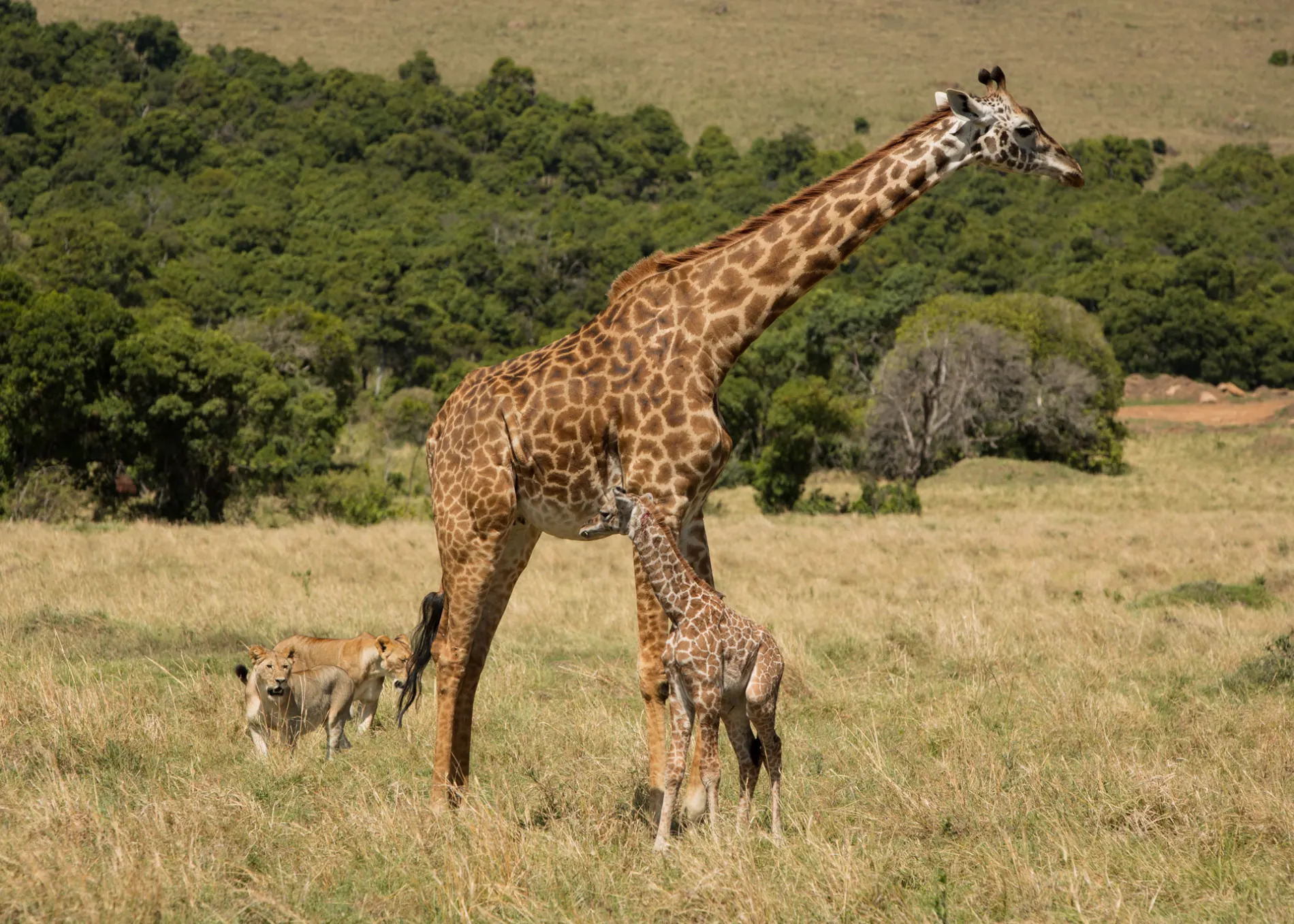 2 lionesses hunting baby giraffe