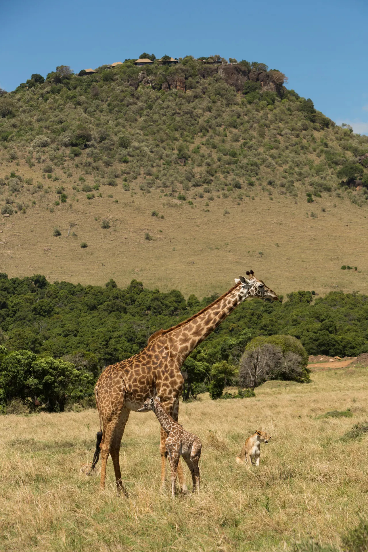 Giraffe and lioness