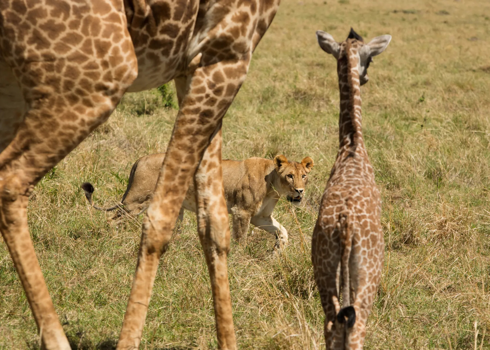 baby giraffe being stalked