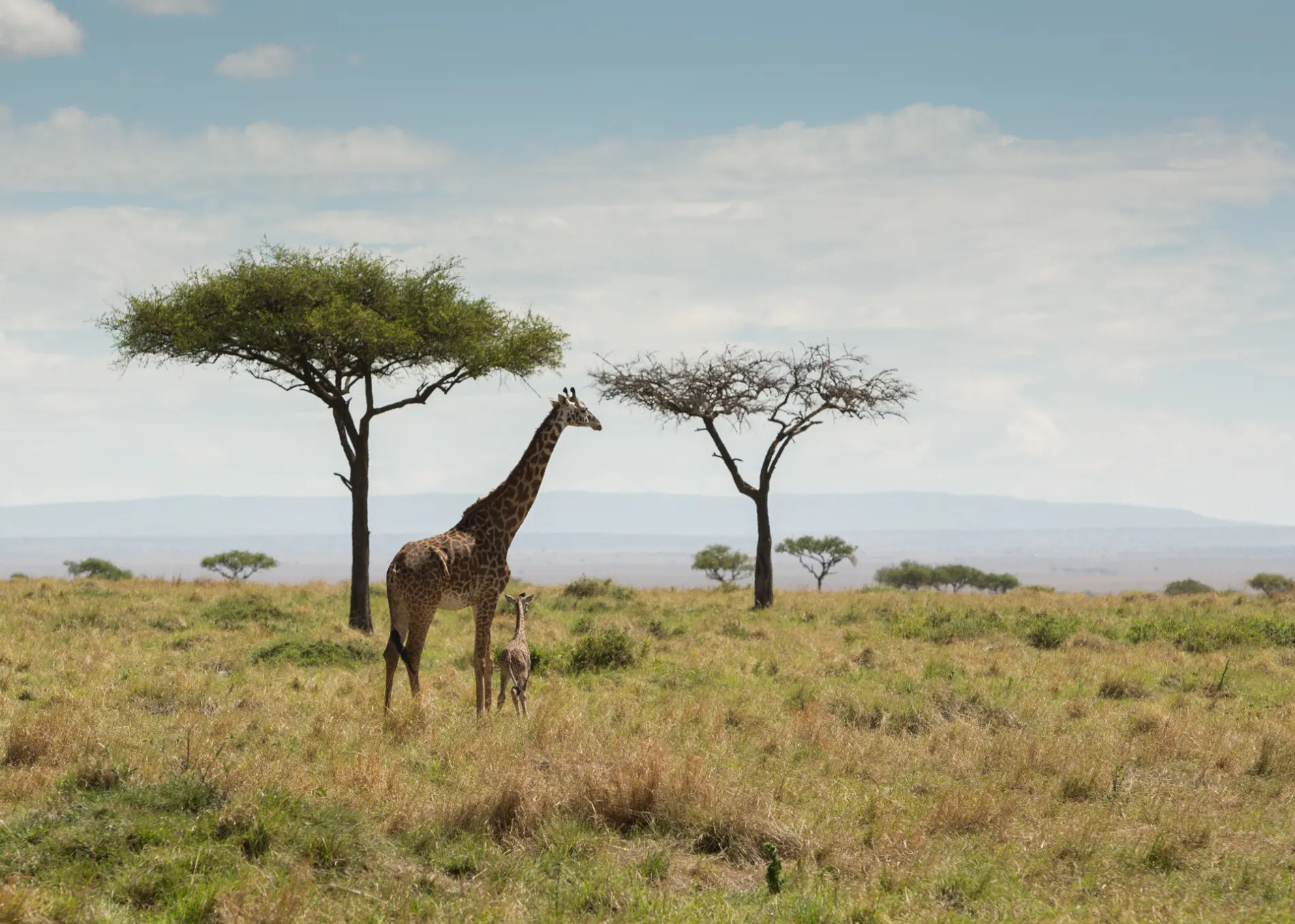 Giraffe and baby safe