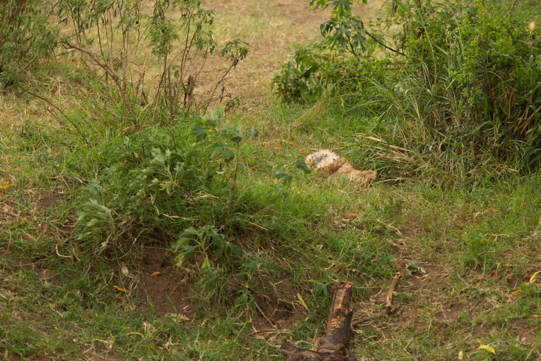 Lion cub death