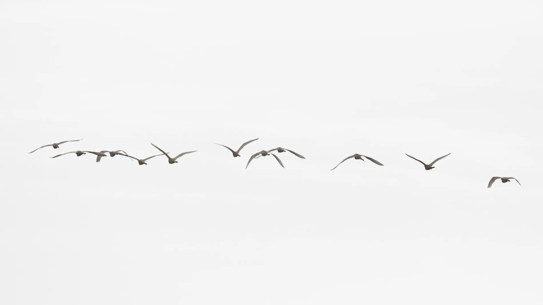 Storks in smoke flight