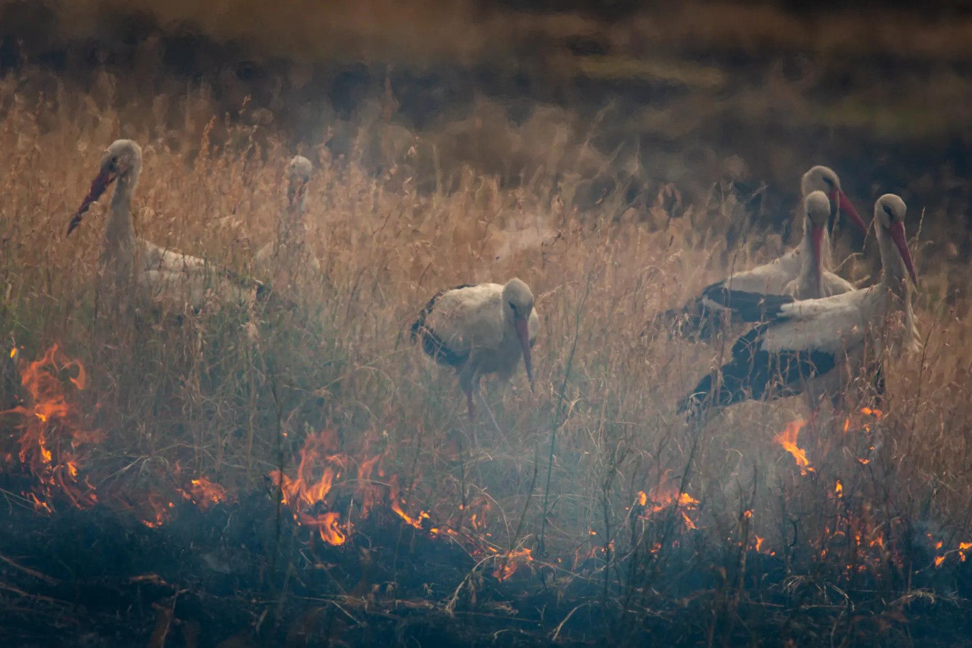 Stork picking in ashes