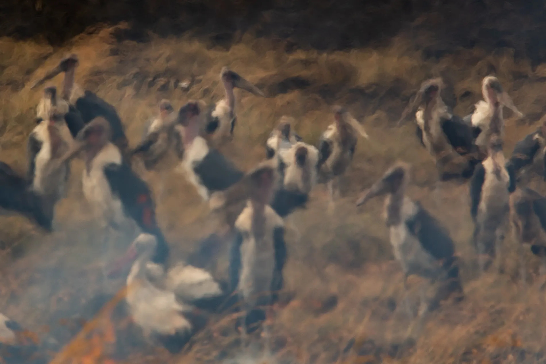 Marabou Storks in fire