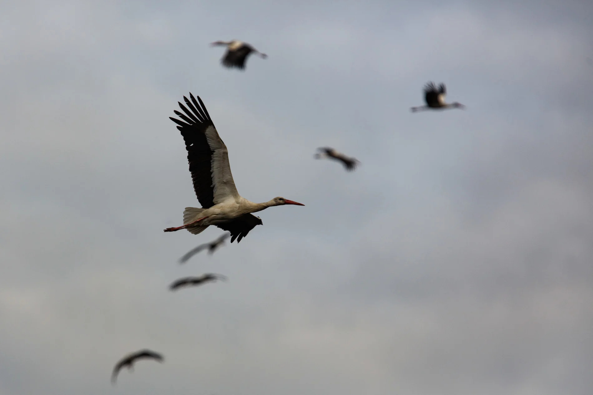 Storks in flight at fire