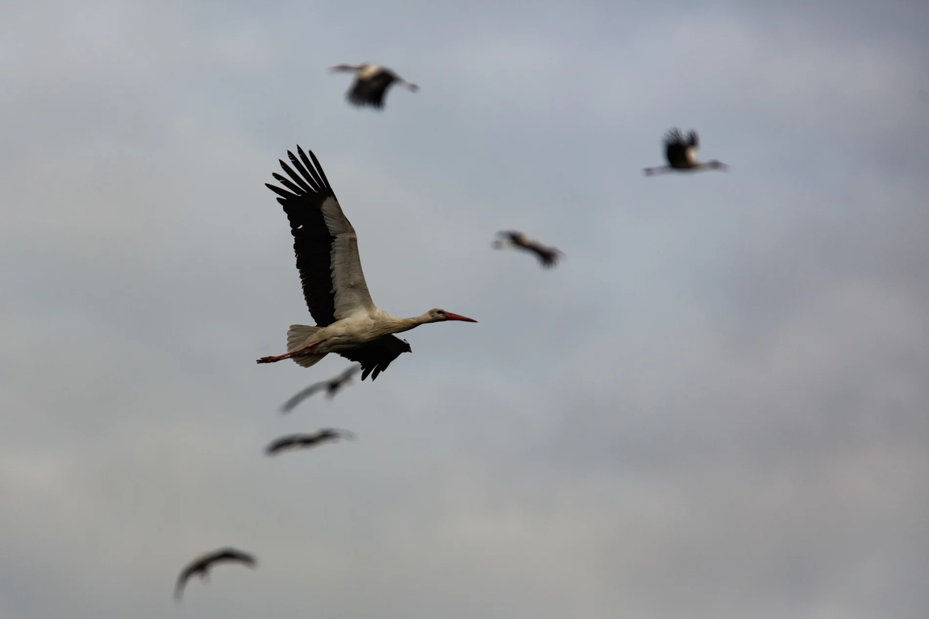 Storks in smoke