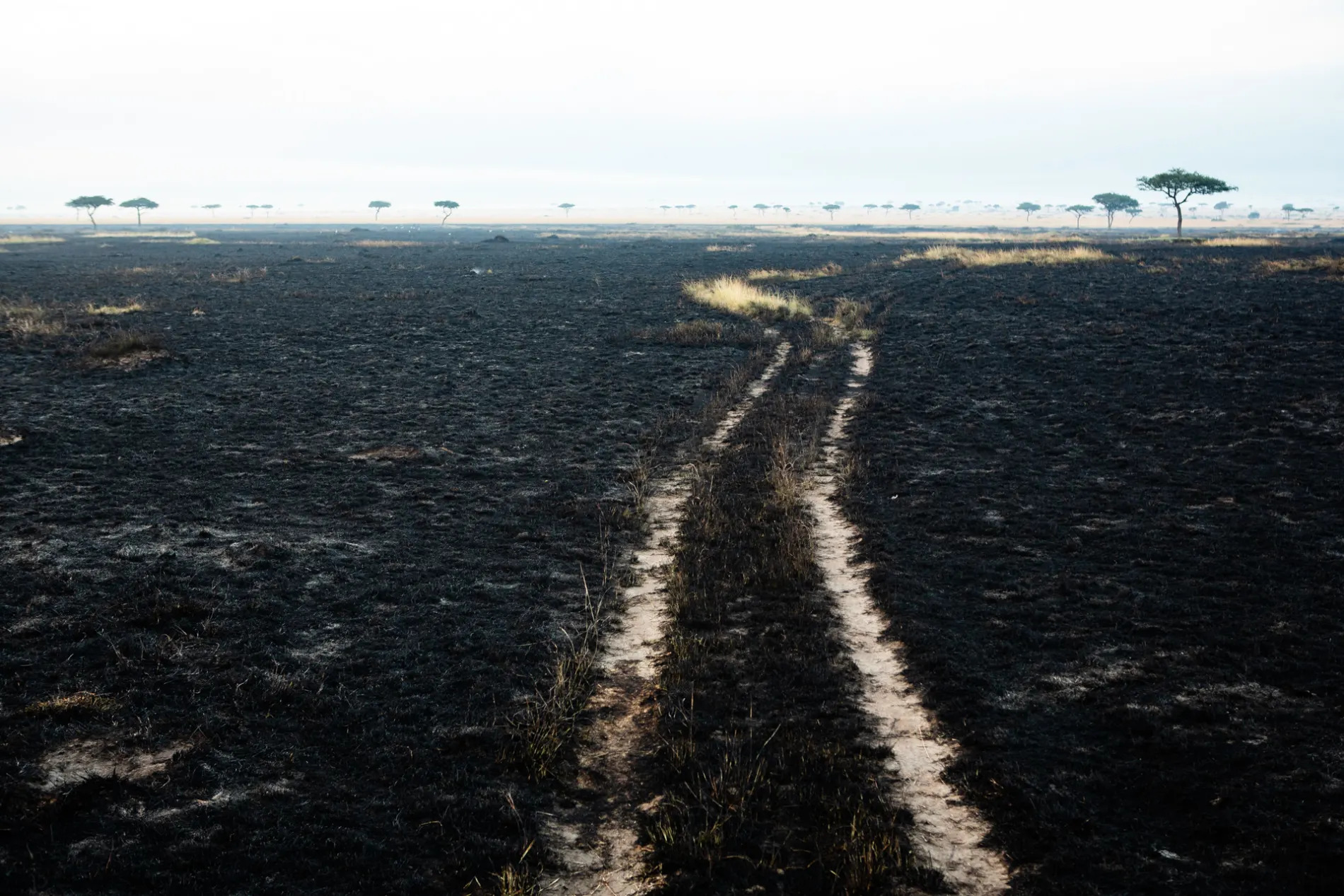 Road in burnt area