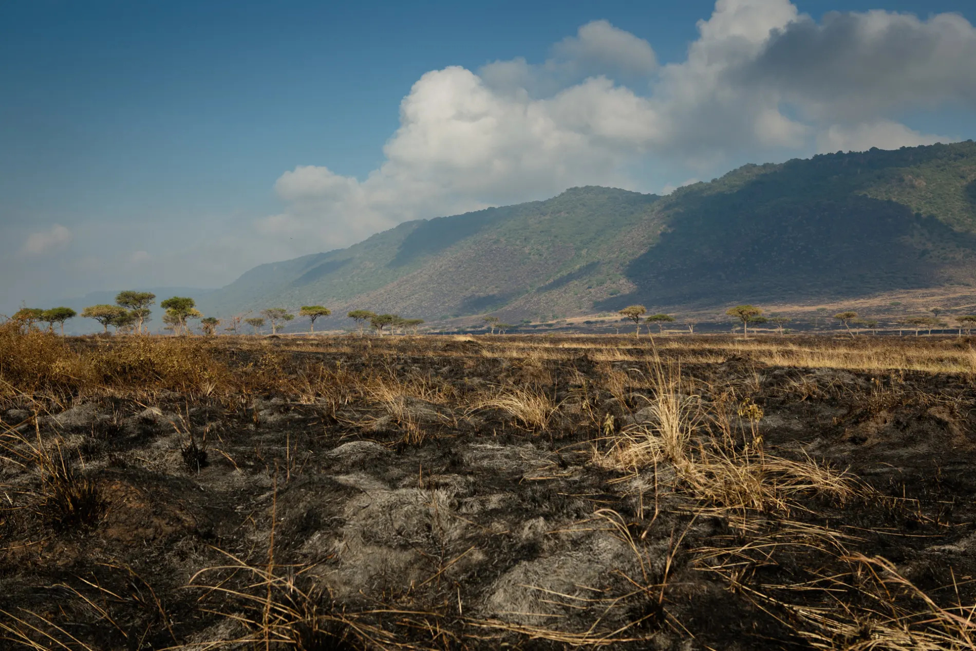 Burnt Grass from Fire