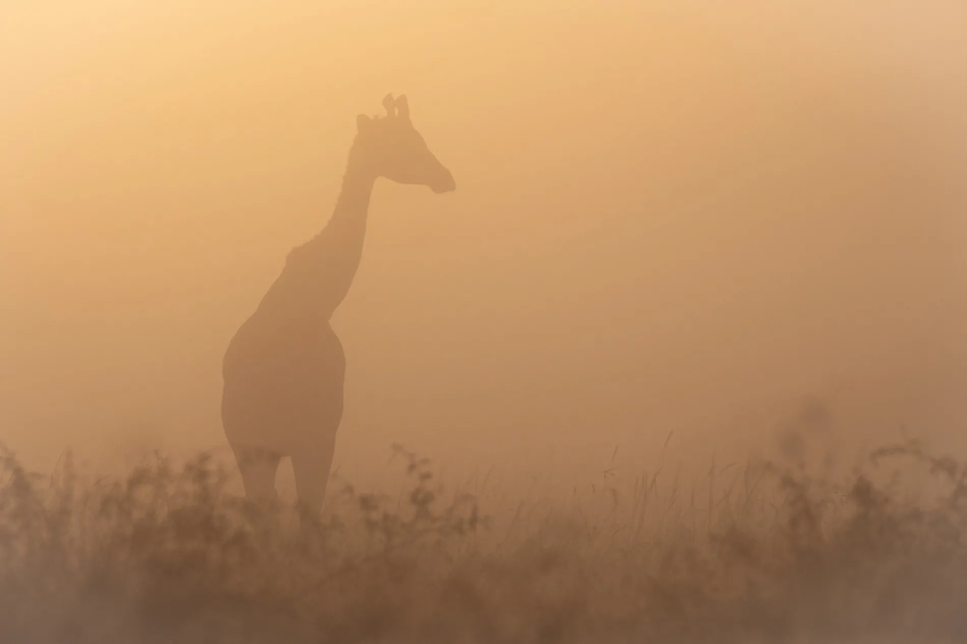 giraffe in mist