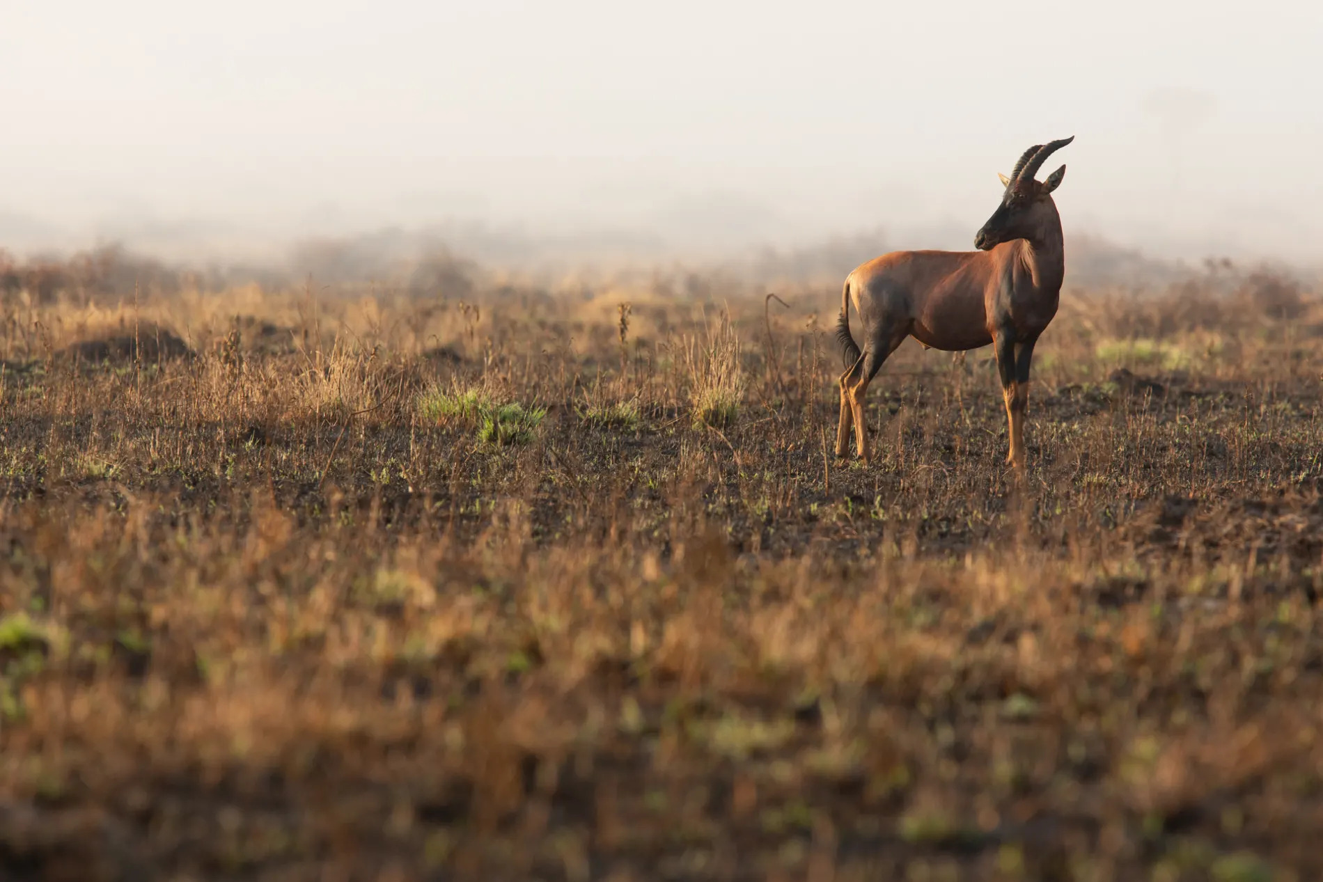 topi in burnt grass