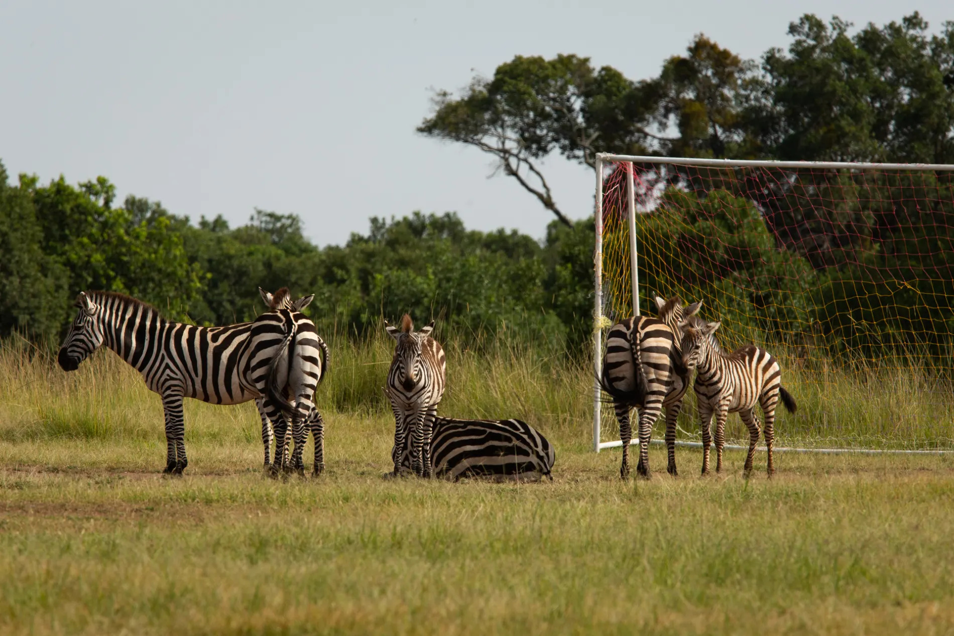 zebra and soccer pitch