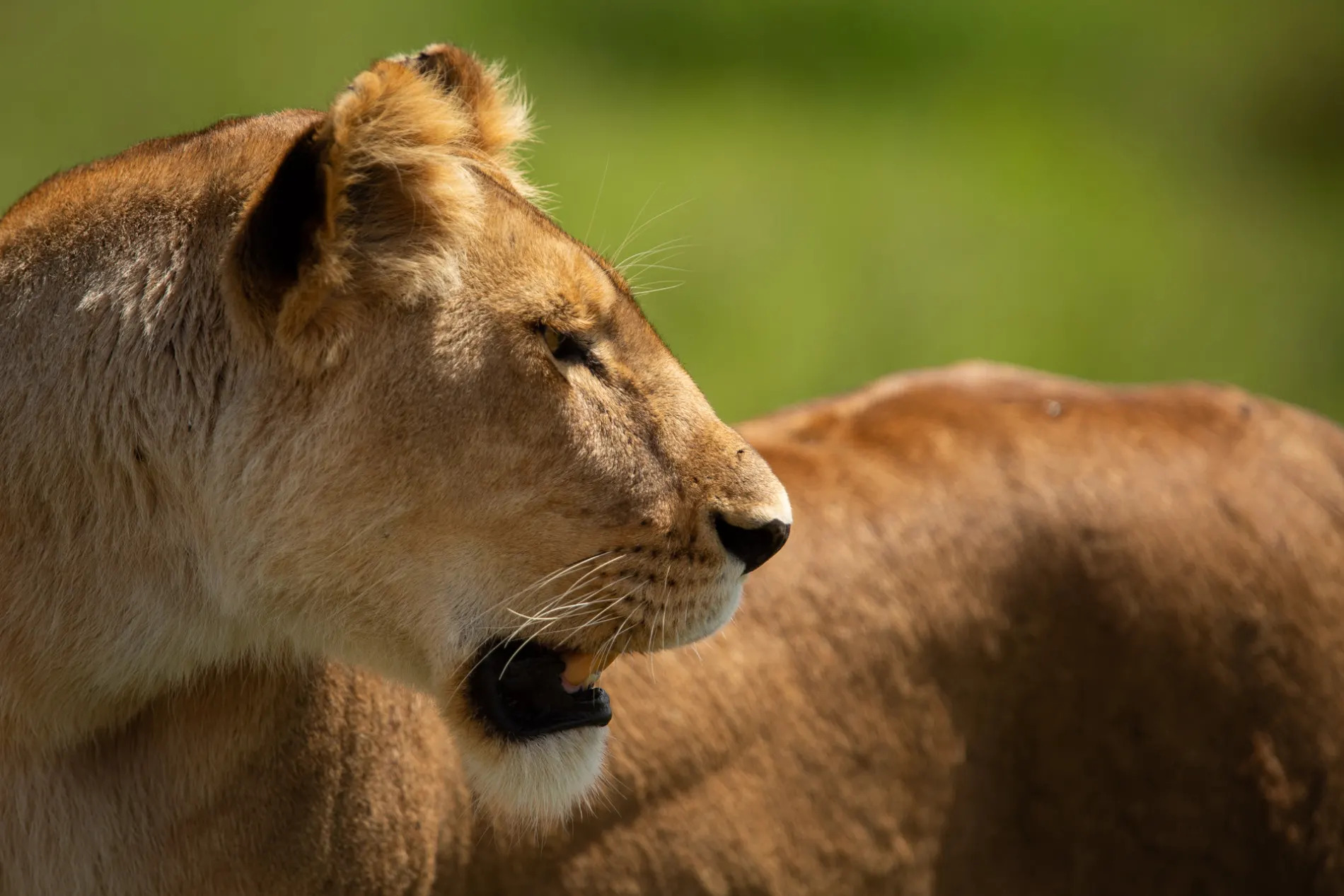 Lioness closeup