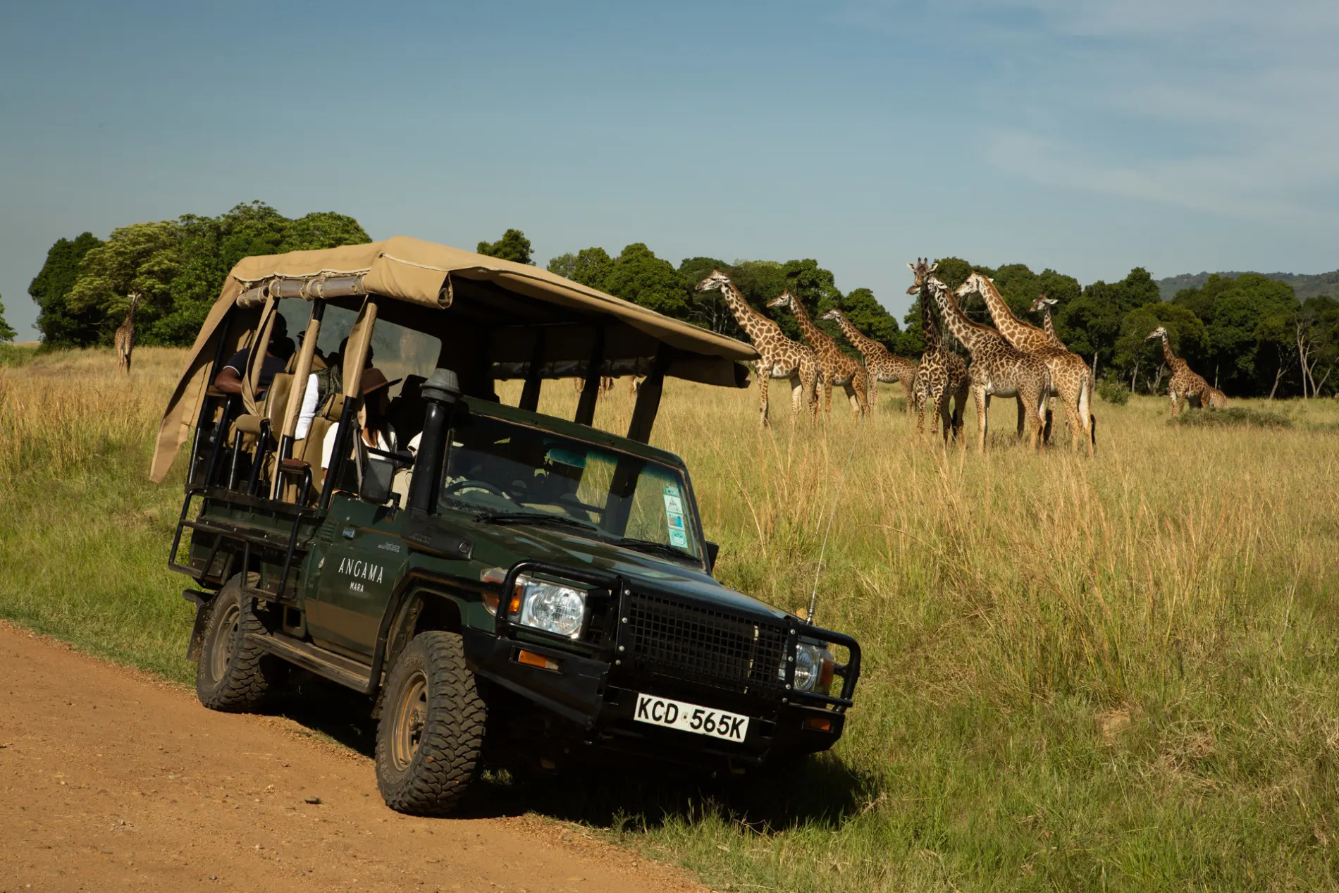 Giraffe and car