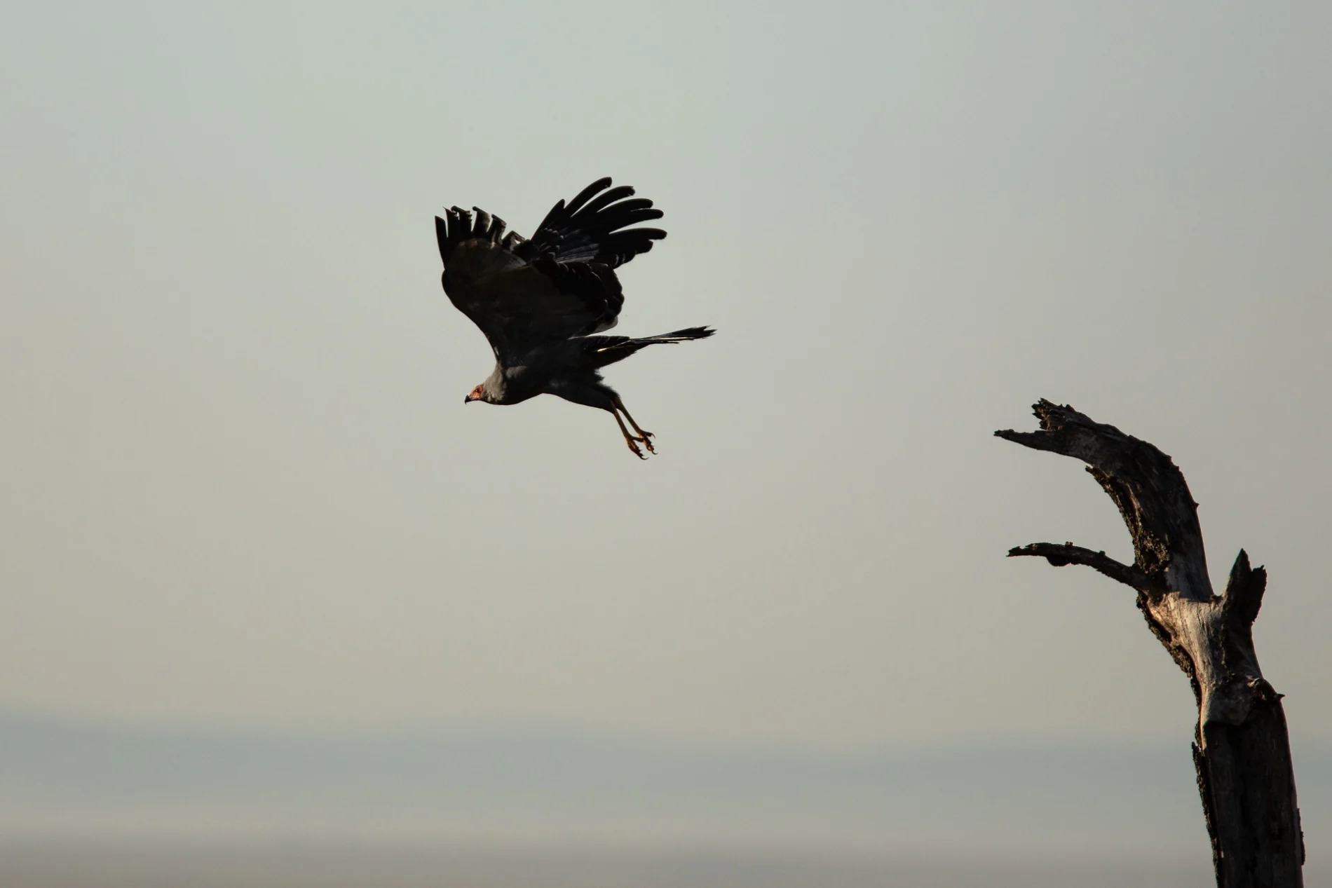 Eagle in flight