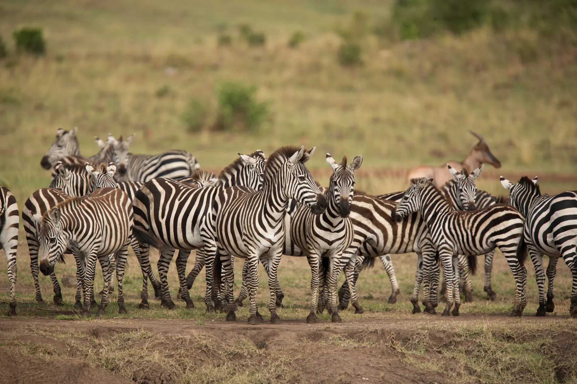 Zebra herd